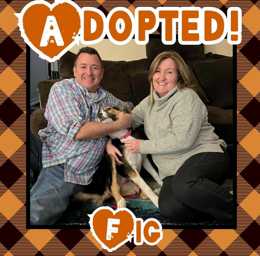 🥰HAPPY TAIL!🥰 Congrats to Fig on finding her happily ever after today! 🥳
<a target='_blank' href='https://www.instagram.com/explore/tags/rescue/'>#rescue</a> <a target='_blank' href='https://www.instagram.com/explore/tags/dontshopadopt/'>#dontshopadopt</a> <a target='_blank' href='https://www.instagram.com/explore/tags/mixedbreedpurelove/'>#mixedbreedpurelove</a> <a target='_blank' href='https://www.instagram.com/explore/tags/medicalfoster/'>#medicalfoster</a> <a target='_blank' href='https://www.instagram.com/explore/tags/foster/'>#foster</a> <a target='_blank' href='https://www.instagram.com/explore/tags/fosteringsaveslives/'>#fosteringsaveslives</a> <a target='_blank' href='https://www.instagram.com/explore/tags/australianshepherd/'>#australianshepherd</a> <a target='_blank' href='https://www.instagram.com/explore/tags/bethechange/'>#bethechange</a> <a target='_blank' href='https://www.instagram.com/explore/tags/onebyoneuntiltherearenone/'>#onebyoneuntiltherearenone</a> 
🧡 shelterfriends.org 🧡