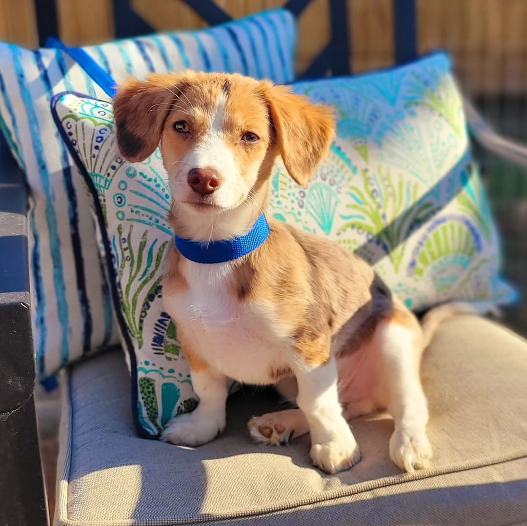 NEW TO THE CREW! 

Meet GRAHAM aka HAMMY!! 

3MO Male Doxy Aussie mix

https://bluetails.org/adoption-application