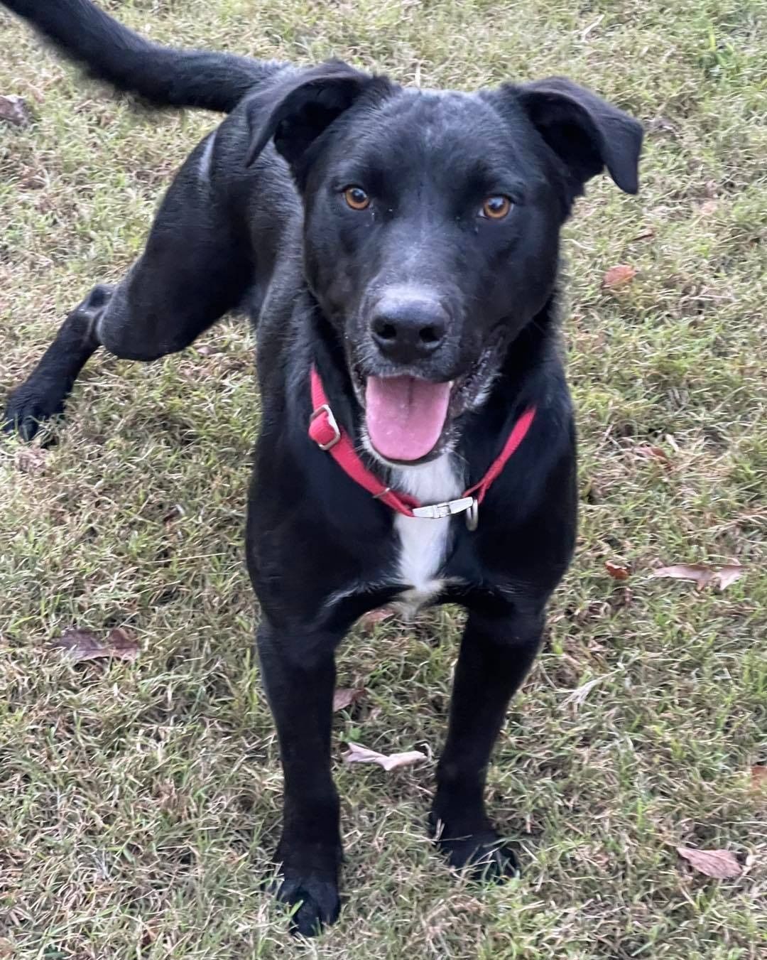 🚨 FOSTER // FOSTER-TO-ADOPTER // ADOPTER NEEDED! 🚨 
 
Andy has made it to Massachusetts but has no place to stay. 😔 This sweet guy is about 2 years old and 54lbs. He can be a bit on the shy side, but once he warms up he loves to play + and will seek affection. 

Here’s what he’s looking for:
 
🐶 Preferably another playful dog
🧒 Kids 5+
😼 Confident/dog savvy cats 
🏃 Active people to play and hangout with
☀️ People who are home during the day
 
Please help us find Andy a foster (or an adopter!) by sharing this post and tagging your dog-loving friends.
 
For more information on fostering please visit www.browndogcoalition.com/foster

<a target='_blank' href='https://www.instagram.com/explore/tags/adoptme/'>#adoptme</a> <a target='_blank' href='https://www.instagram.com/explore/tags/fosterme/'>#fosterme</a> <a target='_blank' href='https://www.instagram.com/explore/tags/adoptabledogsofinstagram/'>#adoptabledogsofinstagram</a> <a target='_blank' href='https://www.instagram.com/explore/tags/dogsofnewengland/'>#dogsofnewengland</a> <a target='_blank' href='https://www.instagram.com/explore/tags/dogsofmassachusetts/'>#dogsofmassachusetts</a> <a target='_blank' href='https://www.instagram.com/explore/tags/browndog/'>#browndog</a>