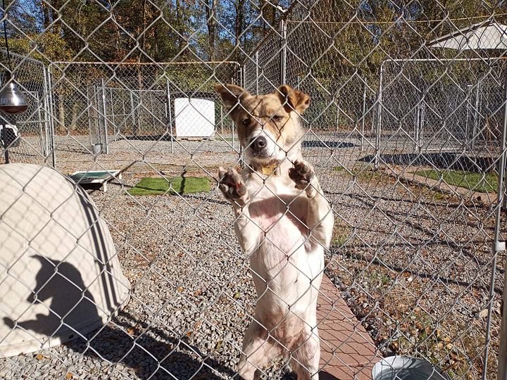 Lulu is thinking about the sunshine we had yesterday and wondering where it went!

🐾
💕
Get your applications in!
https://www.causendogrescue.org/adoption-application.html 
🐾
💕
🐾
We only do meet and greets for approved applications.

Adoption fee is $250.

All dogs will be Up-to-date on Shots, worming, Spayed/Neutered and Microchipped.  We will also do random, periodic vet checks to ensure all dogs adopted from us continue to have the best care.  We will check for any follow up visits needed and that they are on a monthly Heartworm Prevention.

If you rent or own a home, we prefer you to have a fenced in yard. 

Apartment living is also ok but prefer a fenced in area if close to the road.
All adults in the home will need to know they are getting a dog and will need to sign the adoption agreement.
We do not adopt to college students with multiple roommates. 
Military will need to provide a backup plan.
We require all pets in the home to be spay and/or neutered. Because too many dogs are being killed, due to there not being enough homes per dog in need. Only the lucky ones end up here.
*
*
<a target='_blank' href='https://www.instagram.com/explore/tags/adoptdontshop/'>#adoptdontshop</a> <a target='_blank' href='https://www.instagram.com/explore/tags/adopt/'>#adopt</a> <a target='_blank' href='https://www.instagram.com/explore/tags/adoption/'>#adoption</a> <a target='_blank' href='https://www.instagram.com/explore/tags/puppy/'>#puppy</a> <a target='_blank' href='https://www.instagram.com/explore/tags/puppylove/'>#puppylove</a> <a target='_blank' href='https://www.instagram.com/explore/tags/puppyoftheday/'>#puppyoftheday</a> <a target='_blank' href='https://www.instagram.com/explore/tags/puppies/'>#puppies</a> <a target='_blank' href='https://www.instagram.com/explore/tags/puppiesofinstagram/'>#puppiesofinstagram</a> <a target='_blank' href='https://www.instagram.com/explore/tags/rescuedog/'>#rescuedog</a> <a target='_blank' href='https://www.instagram.com/explore/tags/rescue/'>#rescue</a> <a target='_blank' href='https://www.instagram.com/explore/tags/rescuedogsofinstagram/'>#rescuedogsofinstagram</a> <a target='_blank' href='https://www.instagram.com/explore/tags/rescuedogs/'>#rescuedogs</a> <a target='_blank' href='https://www.instagram.com/explore/tags/dogs/'>#dogs</a> <a target='_blank' href='https://www.instagram.com/explore/tags/dogsofinstagram/'>#dogsofinstagram</a> <a target='_blank' href='https://www.instagram.com/explore/tags/rescuelife/'>#rescuelife</a> <a target='_blank' href='https://www.instagram.com/explore/tags/causendogrescue/'>#causendogrescue</a> <a target='_blank' href='https://www.instagram.com/explore/tags/petstagram/'>#petstagram</a> <a target='_blank' href='https://www.instagram.com/explore/tags/happypuppy/'>#happypuppy</a> <a target='_blank' href='https://www.instagram.com/explore/tags/happydog/'>#happydog</a> <a target='_blank' href='https://www.instagram.com/explore/tags/petsagram/'>#petsagram</a> <a target='_blank' href='https://www.instagram.com/explore/tags/support/'>#support</a> <a target='_blank' href='https://www.instagram.com/explore/tags/donate/'>#donate</a> <a target='_blank' href='https://www.instagram.com/explore/tags/dogstagram/'>#dogstagram</a> <a target='_blank' href='https://www.instagram.com/explore/tags/volunteer/'>#volunteer</a> <a target='_blank' href='https://www.instagram.com/explore/tags/NorthCarolina/'>#NorthCarolina</a> <a target='_blank' href='https://www.instagram.com/explore/tags/Pet/'>#Pet</a> <a target='_blank' href='https://www.instagram.com/explore/tags/foster/'>#foster</a> <a target='_blank' href='https://www.instagram.com/explore/tags/pets/'>#pets</a> <a target='_blank' href='https://www.instagram.com/explore/tags/petsofinstagram/'>#petsofinstagram</a> <a target='_blank' href='https://www.instagram.com/explore/tags/petlover/'>#petlover</a>