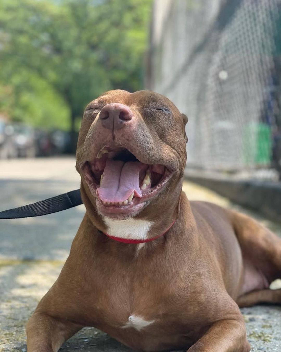 Monday morning blues got you down? MARINA pick-me-up post coming your way!

Our smiliest senior lady Marina is looking for her forever people. This little butter biscuit is a ray of sunshine. 

She’s a ten-year-old dog who is part Amstaf and part social butterfly. 

Marina is polite, gentle, and likes everyone she meets. Want to befriend our Marina? Rub her belly and toss a cozy blanket on top of her to snuggle under. She’ll fall in love.

She knows basic commands, is house trained, loves being outdoors, and walks politely on a leash.

❤️ One of the best things about adopting a senior is the look in their eyes when they know they are finally home and have so much gratitude for you.

November is Adopt A Senior Month! Let's honor this special lady (Marina) by getting her a forever home. 🐾🌟

For more info or to adopt Marina, visit us at NYCSecondChanceRescue.org