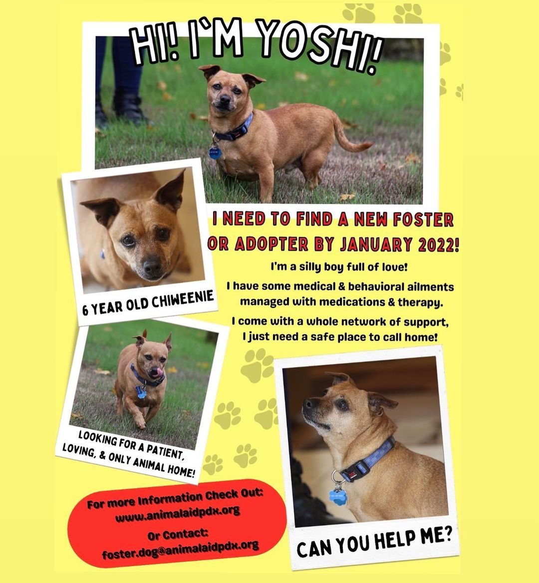 Our little YoYo is STILL searching for a safe place to call home! 🏡 Can you help? 🙏

We’ve created this flyer to share around in hopes we can catch someone’s eye who is willing to open their homes and hearts to this very special little guy. 

What do they get in return? Support, support, support!!! And a whole lot of Yoshi love! 😍🐾

Do you happen to have a business willing to post Yoshi’s flyer in a window or community board? Please let us know! 🤗 

<a target='_blank' href='https://www.instagram.com/explore/tags/fosterdog/'>#fosterdog</a> <a target='_blank' href='https://www.instagram.com/explore/tags/fosteringsaveslives/'>#fosteringsaveslives</a> <a target='_blank' href='https://www.instagram.com/explore/tags/adoptme/'>#adoptme</a> <a target='_blank' href='https://www.instagram.com/explore/tags/rescuedogsofinstagram/'>#rescuedogsofinstagram</a> <a target='_blank' href='https://www.instagram.com/explore/tags/rescuedogsrock/'>#rescuedogsrock</a> <a target='_blank' href='https://www.instagram.com/explore/tags/dogsofinstagram/'>#dogsofinstagram</a> <a target='_blank' href='https://www.instagram.com/explore/tags/sharingiscaring/'>#sharingiscaring</a> <a target='_blank' href='https://www.instagram.com/explore/tags/animalrescue/'>#animalrescue</a> <a target='_blank' href='https://www.instagram.com/explore/tags/portland/'>#portland</a> <a target='_blank' href='https://www.instagram.com/explore/tags/animalaidpdx/'>#animalaidpdx</a> <a target='_blank' href='https://www.instagram.com/explore/tags/chiweenie/'>#chiweenie</a> <a target='_blank' href='https://www.instagram.com/explore/tags/adoptables/'>#adoptables</a> <a target='_blank' href='https://www.instagram.com/explore/tags/rescuedog/'>#rescuedog</a> <a target='_blank' href='https://www.instagram.com/explore/tags/rescue/'>#rescue</a> <a target='_blank' href='https://www.instagram.com/explore/tags/chiweenielove/'>#chiweenielove</a>