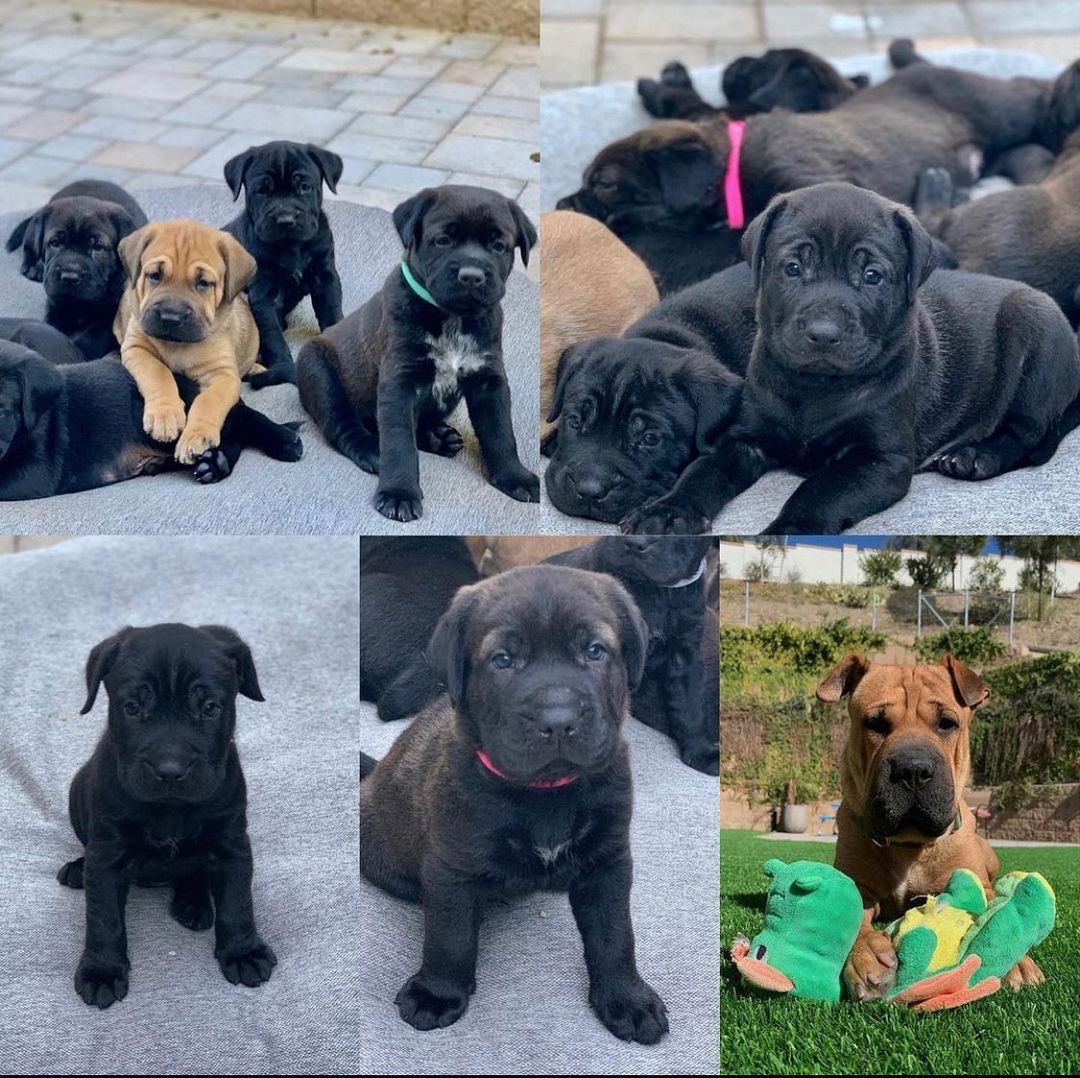 🐾💚Adopters Needed💚🐾 These little Wrinkle faced roly-poly’s are almost ready just in time for the holidays!  No doubt they will be popular when we release them. They are our Mario brothers Litter.  As you can see Princess Peach is a very proud mama and she already has an approved adopter when she’s ready! 
<a target='_blank' href='https://www.instagram.com/explore/tags/amazingstraysrescue/'>#amazingstraysrescue</a>

If you are interested, please fill out an Interest Application on our website- amazingstraysrescue.org

🐾All supplies and an amazing support team included! 

🐾 Please share this on your social media 

🐾 Want to help? All of our incoming dogs have medical bills to be paid! You could sponsor a spay or neuter!

🐾 Fostering even for just two weeks is extremely helpful to a dog in need!

🐾 All supplies included!

<a target='_blank' href='https://www.instagram.com/explore/tags/RescueDog/'>#RescueDog</a> <a target='_blank' href='https://www.instagram.com/explore/tags/AdoptDontShop/'>#AdoptDontShop</a> <a target='_blank' href='https://www.instagram.com/explore/tags/RescuePuppy/'>#RescuePuppy</a> <a target='_blank' href='https://www.instagram.com/explore/tags/ForTheLoveOfDogs/'>#ForTheLoveOfDogs</a> <a target='_blank' href='https://www.instagram.com/explore/tags/GetInvolved/'>#GetInvolved</a> <a target='_blank' href='https://www.instagram.com/explore/tags/Donate/'>#Donate</a> <a target='_blank' href='https://www.instagram.com/explore/tags/Volunteer/'>#Volunteer</a> <a target='_blank' href='https://www.instagram.com/explore/tags/FosteringSavesLives/'>#FosteringSavesLives</a> <a target='_blank' href='https://www.instagram.com/explore/tags/dogsofinstagram/'>#dogsofinstagram</a> <a target='_blank' href='https://www.instagram.com/explore/tags/dogsofinsta/'>#dogsofinsta</a> <a target='_blank' href='https://www.instagram.com/explore/tags/asradoptme/'>#asradoptme</a>