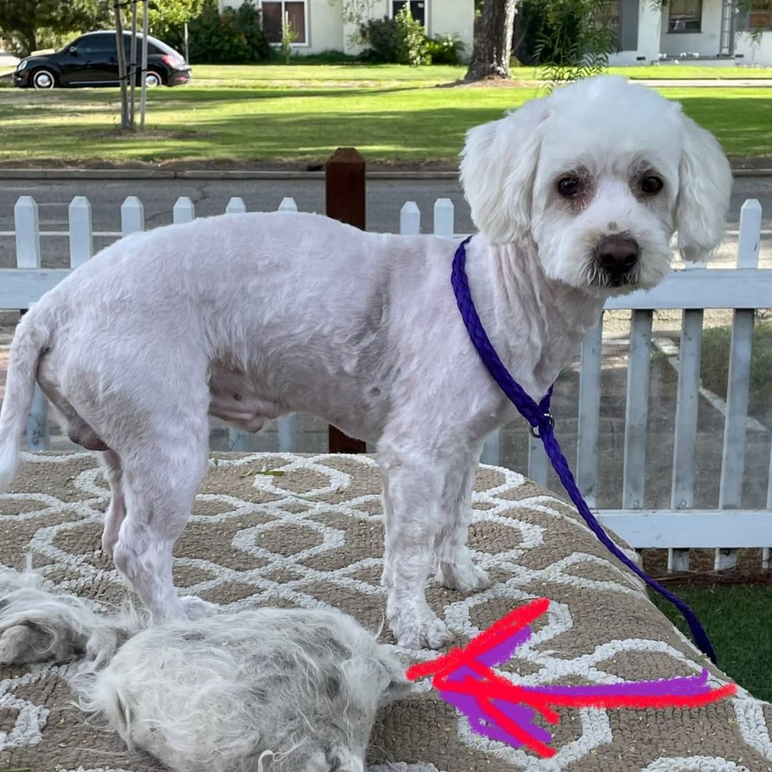 MEET SUGAR CANE! 🐶 This handsome guy was rescued as a severely matted stray. He feels much better after having that weight off of him! Check out the mass of fur on the table. He has a sweet disposition and gets along well with humans and other dogs. Don't be fooled by his lack of fur now! This guy is as fluffy as can be when it grows back. Read more about Sugar Cane on our website, poochmatch.com. Located Southern California. <a target='_blank' href='https://www.instagram.com/explore/tags/adopt/'>#adopt</a> <a target='_blank' href='https://www.instagram.com/explore/tags/adoptme/'>#adoptme</a> <a target='_blank' href='https://www.instagram.com/explore/tags/adoptable/'>#adoptable</a> <a target='_blank' href='https://www.instagram.com/explore/tags/adoptabledog/'>#adoptabledog</a> <a target='_blank' href='https://www.instagram.com/explore/tags/dog/'>#dog</a> <a target='_blank' href='https://www.instagram.com/explore/tags/rescue/'>#rescue</a> <a target='_blank' href='https://www.instagram.com/explore/tags/rescueme/'>#rescueme</a> <a target='_blank' href='https://www.instagram.com/explore/tags/rescuedog/'>#rescuedog</a> <a target='_blank' href='https://www.instagram.com/explore/tags/rescuedogsofinstagram/'>#rescuedogsofinstagram</a> <a target='_blank' href='https://www.instagram.com/explore/tags/rescueisthebestbreed/'>#rescueisthebestbreed</a> <a target='_blank' href='https://www.instagram.com/explore/tags/rescueismyfavoritebreed/'>#rescueismyfavoritebreed</a> <a target='_blank' href='https://www.instagram.com/explore/tags/adoptdontshop/'>#adoptdontshop</a> <a target='_blank' href='https://www.instagram.com/explore/tags/availableforadoption/'>#availableforadoption</a> <a target='_blank' href='https://www.instagram.com/explore/tags/poodle/'>#poodle</a> <a target='_blank' href='https://www.instagram.com/explore/tags/poodles/'>#poodles</a> <a target='_blank' href='https://www.instagram.com/explore/tags/poodlemix/'>#poodlemix</a> <a target='_blank' href='https://www.instagram.com/explore/tags/maltesemix/'>#maltesemix</a> <a target='_blank' href='https://www.instagram.com/explore/tags/maltese/'>#maltese</a> <a target='_blank' href='https://www.instagram.com/explore/tags/maltipoo/'>#maltipoo</a> <a target='_blank' href='https://www.instagram.com/explore/tags/maltipoos/'>#maltipoos</a> <a target='_blank' href='https://www.instagram.com/explore/tags/maltipoomix/'>#maltipoomix</a> <a target='_blank' href='https://www.instagram.com/explore/tags/maltipoosofinstagram/'>#maltipoosofinstagram</a> <a target='_blank' href='https://www.instagram.com/explore/tags/cutedog/'>#cutedog</a> <a target='_blank' href='https://www.instagram.com/explore/tags/doggy/'>#doggy</a> <a target='_blank' href='https://www.instagram.com/explore/tags/pup/'>#pup</a> <a target='_blank' href='https://www.instagram.com/explore/tags/fluffy/'>#fluffy</a> <a target='_blank' href='https://www.instagram.com/explore/tags/fluffydog/'>#fluffydog</a> <a target='_blank' href='https://www.instagram.com/explore/tags/orangecounty/'>#orangecounty</a> <a target='_blank' href='https://www.instagram.com/explore/tags/poochmatch/'>#poochmatch</a> <a target='_blank' href='https://www.instagram.com/explore/tags/poochmatchrescue/'>#poochmatchrescue</a>