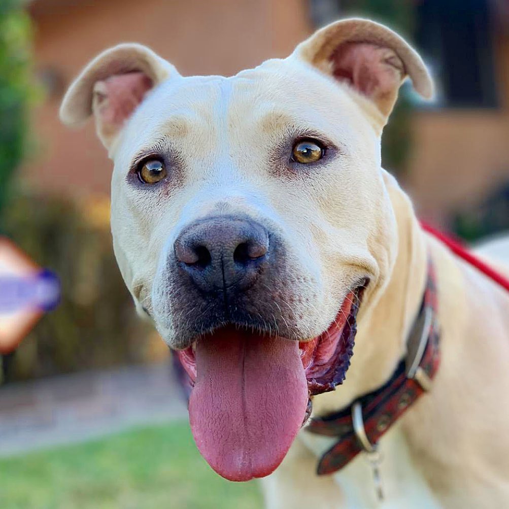 Anabella is a beautiful, intelligent and loving young lab pittie mix looking for her new home ❤️

She is a mellow girl around the house, likes to take a lot of naps and is very well behaved. She's gentle and affectionate, she really loves to love on you and have snuggles, and she just enjoys being with her people. She is crate trained and happy to chill in there when you need to go out.

Anabella is a clever girl and knows many tricks. She knows how to sit, shake, lay down, leave it, up (jump), go to place, go find - she loves to try and find hidden treats! 🦴 

Anabella used to be anxious around other dogs but she has amazing foster parents who have been working with her and she has come a long long way. She listens when you tell her not to worry about the other dog and is easily re-directed. She’s really impressed us! 

Anabella is 4 years old, 65 lbs, and ready for her foster or forever home! Please visit www.liveloveanimalrescue.org to fill out an application.