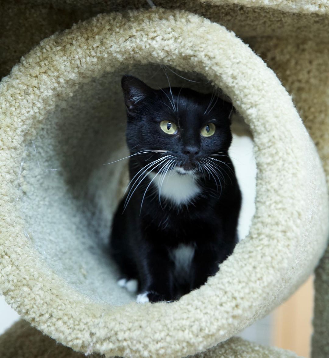 Meet Risa! ✨

Risa is sweet and petite, only 5.5 lbs and fully grown. She can be reserved at times, but when she feels comfortable she enjoys petting and playtime. She loves to be up in a cat tree looking out the window, so a home with lots of windows and nearby trees is a huge plus 🌳

Interested in Risa? Email adopt.cat@animalaidpdx.org for more information! 🐾
.
.
.
.
.
<a target='_blank' href='https://www.instagram.com/explore/tags/selfiesunday/'>#selfiesunday</a> <a target='_blank' href='https://www.instagram.com/explore/tags/sunday/'>#sunday</a>  <a target='_blank' href='https://www.instagram.com/explore/tags/instacat/'>#instacat</a> <a target='_blank' href='https://www.instagram.com/explore/tags/catsofinstagram/'>#catsofinstagram</a> <a target='_blank' href='https://www.instagram.com/explore/tags/catoftheday/'>#catoftheday</a> <a target='_blank' href='https://www.instagram.com/explore/tags/igcat/'>#igcat</a> <a target='_blank' href='https://www.instagram.com/explore/tags/rescuecat/'>#rescuecat</a> <a target='_blank' href='https://www.instagram.com/explore/tags/rescuecatsofinstagram/'>#rescuecatsofinstagram</a> <a target='_blank' href='https://www.instagram.com/explore/tags/cat/'>#cat</a> <a target='_blank' href='https://www.instagram.com/explore/tags/cats/'>#cats</a> <a target='_blank' href='https://www.instagram.com/explore/tags/rescuepets/'>#rescuepets</a> <a target='_blank' href='https://www.instagram.com/explore/tags/instapet/'>#instapet</a> <a target='_blank' href='https://www.instagram.com/explore/tags/igpets/'>#igpets</a> <a target='_blank' href='https://www.instagram.com/explore/tags/petsofinstagram/'>#petsofinstagram</a> <a target='_blank' href='https://www.instagram.com/explore/tags/kitty/'>#kitty</a> <a target='_blank' href='https://www.instagram.com/explore/tags/kittylove/'>#kittylove</a> <a target='_blank' href='https://www.instagram.com/explore/tags/animalrescue/'>#animalrescue</a> <a target='_blank' href='https://www.instagram.com/explore/tags/adoptdontshop/'>#adoptdontshop</a> <a target='_blank' href='https://www.instagram.com/explore/tags/goodkitty/'>#goodkitty</a> <a target='_blank' href='https://www.instagram.com/explore/tags/pnwcats/'>#pnwcats</a> <a target='_blank' href='https://www.instagram.com/explore/tags/pnwpets/'>#pnwpets</a> <a target='_blank' href='https://www.instagram.com/explore/tags/pdxcat/'>#pdxcat</a> <a target='_blank' href='https://www.instagram.com/explore/tags/pdxpets/'>#pdxpets</a> <a target='_blank' href='https://www.instagram.com/explore/tags/pdxadopt/'>#pdxadopt</a> <a target='_blank' href='https://www.instagram.com/explore/tags/pdx/'>#pdx</a> <a target='_blank' href='https://www.instagram.com/explore/tags/portlandia/'>#portlandia</a> <a target='_blank' href='https://www.instagram.com/explore/tags/igaddict/'>#igaddict</a> <a target='_blank' href='https://www.instagram.com/explore/tags/instadaily/'>#instadaily</a> <a target='_blank' href='https://www.instagram.com/explore/tags/catsofig/'>#catsofig</a>
