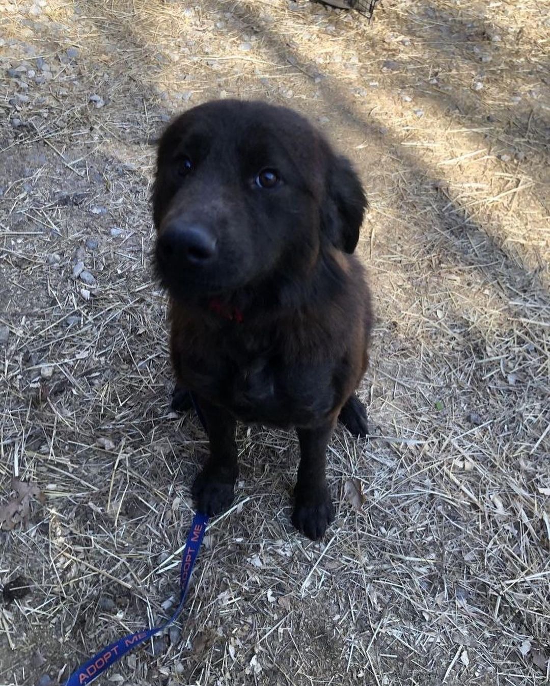 Handsome Arlo came to our shelter after being rescued by our friends at an animal control facility in South Carolina. He is a sweet boy with TONS of personality. Due to breed (chow mix), Arlo needs a home with breed (or like breed) experience. Arlo is being fostered with other dogs and plays well with them. NO cats for Arlo!

Arlo about 2 years old and weighs 55 lbs. He is neutered and vaccinated for Rabies, Distemper, and Bordetella. He recently tested negative for heartworm and tick-borne diseases and is current on flea/tick and heartworm prevention. Arlo is microchipped with a lifetime registration.

To meet Arlo, please complete an adoption application by visiting our website www.HalfwayHomeRescue.org.

<a target='_blank' href='https://www.instagram.com/explore/tags/adoptdontshop/'>#adoptdontshop</a> <a target='_blank' href='https://www.instagram.com/explore/tags/rescuedog/'>#rescuedog</a> <a target='_blank' href='https://www.instagram.com/explore/tags/shelterdog/'>#shelterdog</a> <a target='_blank' href='https://www.instagram.com/explore/tags/rescuedismyfavoritebreed/'>#rescuedismyfavoritebreed</a> <a target='_blank' href='https://www.instagram.com/explore/tags/mustlovedogs/'>#mustlovedogs</a> <a target='_blank' href='https://www.instagram.com/explore/tags/adoptme/'>#adoptme</a> <a target='_blank' href='https://www.instagram.com/explore/tags/adoptmect/'>#adoptmect</a> <a target='_blank' href='https://www.instagram.com/explore/tags/connecticut/'>#connecticut</a> <a target='_blank' href='https://www.instagram.com/explore/tags/adoptashelterdog/'>#adoptashelterdog</a> <a target='_blank' href='https://www.instagram.com/explore/tags/adoptarescuedog/'>#adoptarescuedog</a> <a target='_blank' href='https://www.instagram.com/explore/tags/mustlovedogs/'>#mustlovedogs</a> <a target='_blank' href='https://www.instagram.com/explore/tags/spayandneuteryourpets/'>#spayandneuteryourpets</a> <a target='_blank' href='https://www.instagram.com/explore/tags/adoptionislove/'>#adoptionislove</a> <a target='_blank' href='https://www.instagram.com/explore/tags/ctrescuedog/'>#ctrescuedog</a> <a target='_blank' href='https://www.instagram.com/explore/tags/rescuefosteradopt/'>#rescuefosteradopt</a> <a target='_blank' href='https://www.instagram.com/explore/tags/connecticut/'>#connecticut</a> <a target='_blank' href='https://www.instagram.com/explore/tags/adoptionsaveslives/'>#adoptionsaveslives</a> <a target='_blank' href='https://www.instagram.com/explore/tags/hhrarlo/'>#hhrarlo</a> <a target='_blank' href='https://www.instagram.com/explore/tags/halfwayhomerescueinc/'>#halfwayhomerescueinc</a>