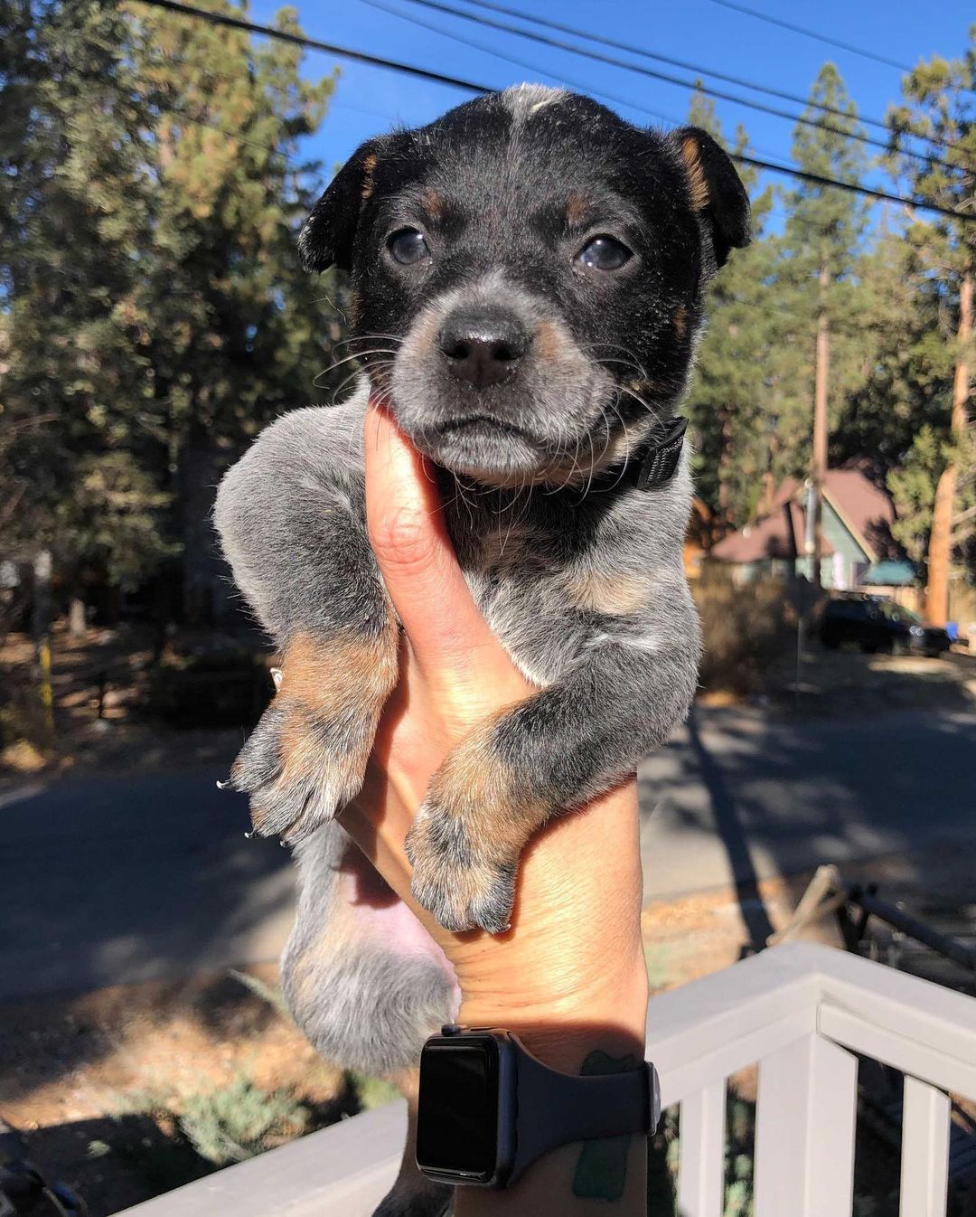 UPDATE: Due to an overwhelming amount of interested families, we are no longer accepting applications for these puppies. Thank you! 💛

Hi, we are the “Marvel” pups, an all girl gang looking for our forever homes! We are 5 week old, full cattle dog puppies who will be ready to take home on 12/11. Swipe to see pictures of our mom and dad. 🐶💫

We were part of an accidental litter and then surrendered to the HIT Living Foundation with the promise of making sure we end up in the most Marvel-lous homes! We’ve been in foster care with puppy extraordinaire, @sheilaoakesarnett, who has been making sure we get all the yummy food and cuddles we deserve until we’re ready for our forever families. 

Meet the pups (in order of photos):
✨ Wanda - the fluff ball, outgoing and loves attention, best tail wag award!
✨ Natasha - petite and sweet, likes to snuggle in any lap
✨ Carol - spunky, attentive, curious, smart. Always keeping an eye on her sisters! 
✨ Hope - shy, quiet, loving. Also loves a good cuddle!
✨ Diana - the other fluffer, loves toys and playing with sisters and her foster mama 

**Please do your research on this breed before inquiring/applying. As high energy herding dogs, HIT Living is looking for people with experience or knowledge to ensure they thrive in their forever homes**

Apply to adopt at hitlivingfoundation.org 💛

<a target='_blank' href='https://www.instagram.com/explore/tags/hitliving/'>#hitliving</a> <a target='_blank' href='https://www.instagram.com/explore/tags/foundlove/'>#foundlove</a> <a target='_blank' href='https://www.instagram.com/explore/tags/cattledog/'>#cattledog</a> <a target='_blank' href='https://www.instagram.com/explore/tags/cattledogsofinstagram/'>#cattledogsofinstagram</a> <a target='_blank' href='https://www.instagram.com/explore/tags/cattledogs/'>#cattledogs</a> <a target='_blank' href='https://www.instagram.com/explore/tags/cattledogpuppy/'>#cattledogpuppy</a> <a target='_blank' href='https://www.instagram.com/explore/tags/cattledoglove/'>#cattledoglove</a> <a target='_blank' href='https://www.instagram.com/explore/tags/losangeles/'>#losangeles</a> <a target='_blank' href='https://www.instagram.com/explore/tags/sfv/'>#sfv</a> <a target='_blank' href='https://www.instagram.com/explore/tags/heelerpuppy/'>#heelerpuppy</a> <a target='_blank' href='https://www.instagram.com/explore/tags/heelersofinstagram/'>#heelersofinstagram</a> <a target='_blank' href='https://www.instagram.com/explore/tags/cattledoglove/'>#cattledoglove</a> <a target='_blank' href='https://www.instagram.com/explore/tags/heelerpuppies/'>#heelerpuppies</a>