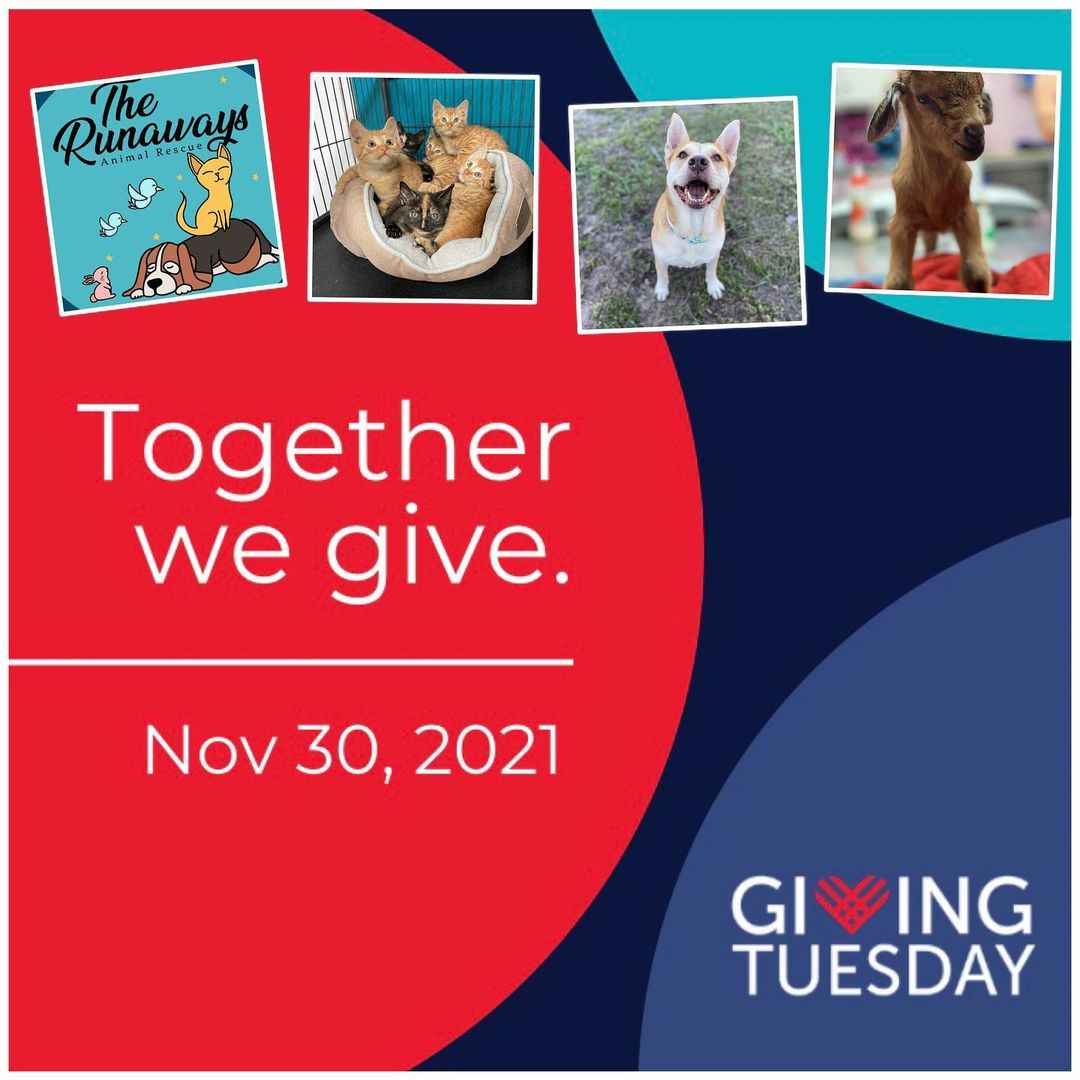 SAVE THE DATE!!!

Are you ready to help your community and save some animals?! 

On November 30th Runaways Animal Rescue will be participating in Giving Tuesday!  Here at the Runaways our mission is to protect and advocate for all animals in need. We do this through rescue, adoption, and spay and neuter services. Additionally; we hope to build a humane community that promotes compassion and kindness, by controlling the overpopulation of these animals through TNR programs, community outreach services, pet food banks, and education. 

This giving Tuesday your donations will help us do just that! With donations and support from our community and donors like You, we are able to save more animals in need! We Provide life saving medical care for them, along with everyday expenses such as housing, food, supplies, and environmental enrichment. 

So please mark your calendars and celebrate giving Tuesday with,on November 30th! (Link to fundraiser in bio) 
  Together we can change the world ♥️🌍🐾