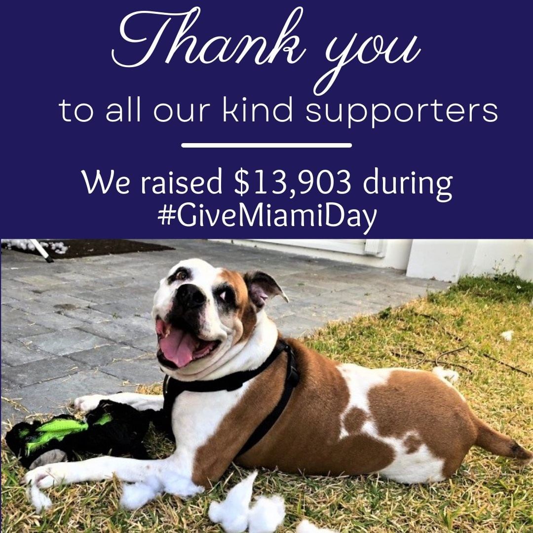 💜Thank you for everyone who supported us and participated in <a target='_blank' href='https://www.instagram.com/explore/tags/GiveMiamiDay/'>#GiveMiamiDay</a>! 💜
This year, we raised $13,903 and we, at Born Free Pet Shelter, THANK YOU for your support. 
We are lucky to have so many generous supporters, you have made a difference in the lives of our dogs at the shelter!
<a target='_blank' href='https://www.instagram.com/explore/tags/thisisrescue/'>#thisisrescue</a> <a target='_blank' href='https://www.instagram.com/explore/tags/GiveMiamiDay/'>#GiveMiamiDay</a> <a target='_blank' href='https://www.instagram.com/explore/tags/adoptme/'>#adoptme</a>