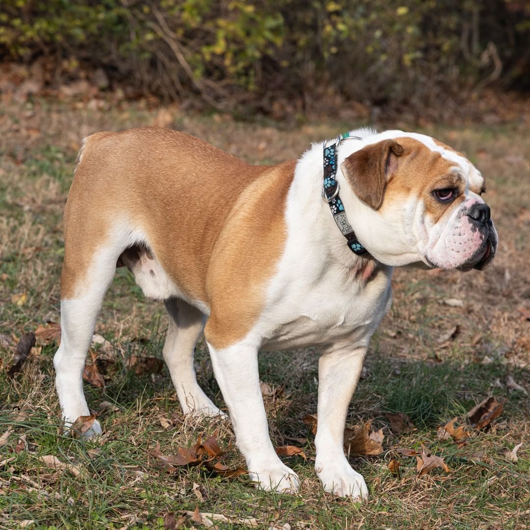 Meet Cooper an 11-month-old male English Bulldog/mix. This sweet boy was relinquished because his family could not give him the attention he deserves. Who could resist that beautiful mug? When he meets someone for the first time his whole body wags starting at the tip of his nose to the end of his stubby tail. 
__________________________
<a target='_blank' href='https://www.instagram.com/explore/tags/englishbulldog/'>#englishbulldog</a> <a target='_blank' href='https://www.instagram.com/explore/tags/bulldog/'>#bulldog</a> <a target='_blank' href='https://www.instagram.com/explore/tags/beautifulmug/'>#beautifulmug</a> <a target='_blank' href='https://www.instagram.com/explore/tags/pleaseadoptme/'>#pleaseadoptme</a>