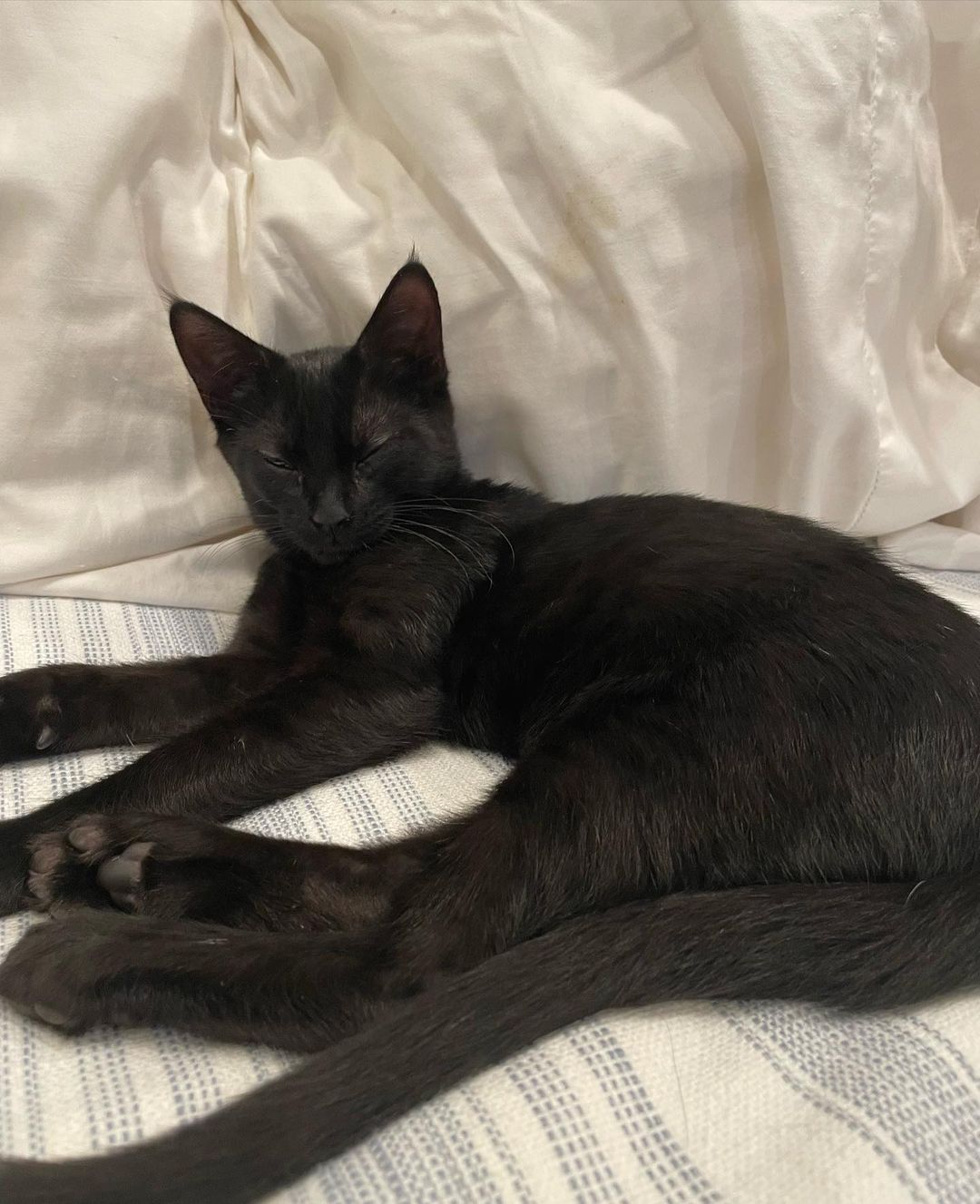 Chowder and Truffles are inseparable brothers  that were rescued from Carson Shelter at the final hour. They were just wee little ones when we rescued them. A few weeks after we got them they started to show signs of ringworm 😳🤦🏻‍♀️ so their adoption was delayed until they were cleared. Well- it’s time!! They are ready to go home! 🖤 All cleared and zero signs of any ringworm for awhile now. ❤️
These 2  spend all their time with their foster family and need a home where they can get lots of love because they want to be with people 24/7. Truffles is a lap
kitten that can never get enough affection. Chowder is crazy, silly and very chatty. They are also both great with the Foster’s adult cats. Anyone would be lucky to add them to their family ❤️
Approx DOB July 21.
.
.
,
,
,
,
.
.
<a target='_blank' href='https://www.instagram.com/explore/tags/carsonsheltersurvivor/'>#carsonsheltersurvivor</a><a target='_blank' href='https://www.instagram.com/explore/tags/littlepanthers/'>#littlepanthers</a><a target='_blank' href='https://www.instagram.com/explore/tags/blackkittensofig/'>#blackkittensofig</a><a target='_blank' href='https://www.instagram.com/explore/tags/minipanthers/'>#minipanthers</a> <a target='_blank' href='https://www.instagram.com/explore/tags/blackkittens/'>#blackkittens</a><a target='_blank' href='https://www.instagram.com/explore/tags/kittensofinstagram/'>#kittensofinstagram</a>もふもふ