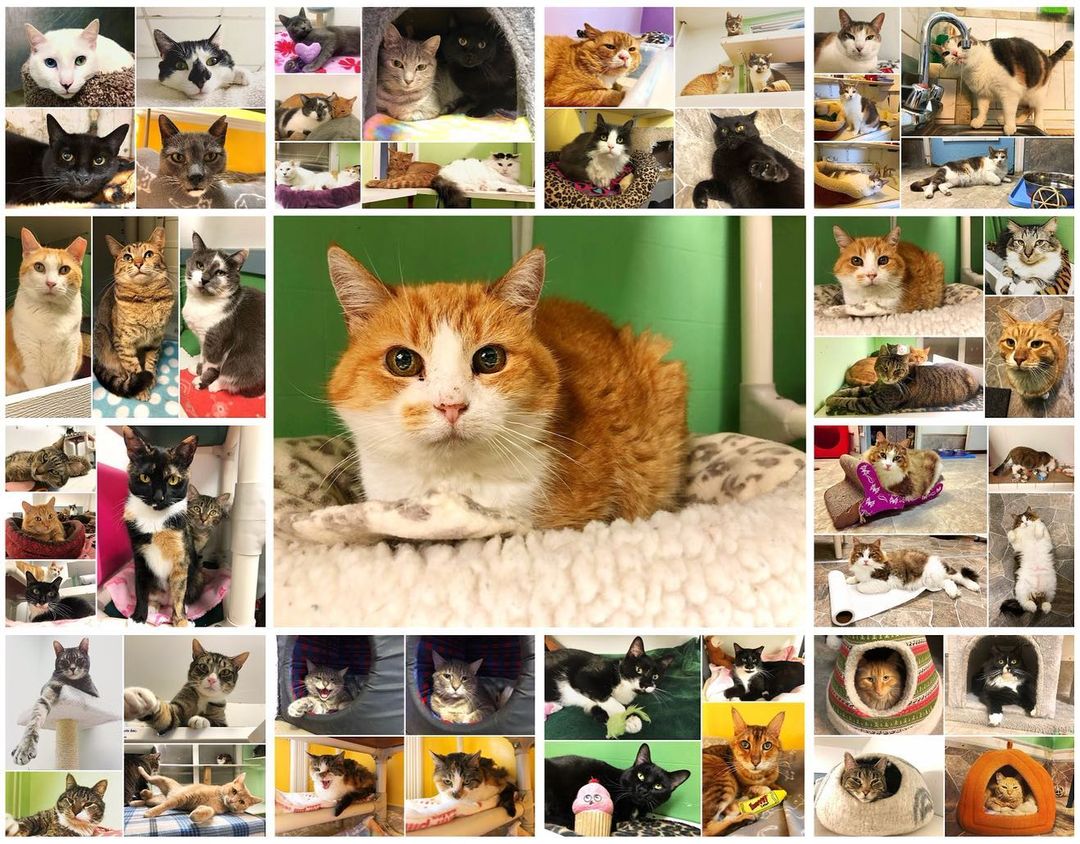 The 2022 Whiskers fundraising calendar is now available! 🗓 This beautiful calendar makes an amazing gift and all proceeds go to Whiskers! 🧡 Thank you to one of our volunteers, Jenn, for all of your work on this! 🙏 You can purchase your calendar at https://tinyurl.com/Whiskerscalendar 😻