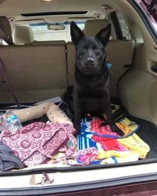 💙💙ADOPT CARBON💙💙

If you are looking for a medium sized bundle of joy and fun, look no further than Carbon!

Carbon is an adult 35 pound mixed breed handsome man!  Our best guess is a kelpie/ herding breed mix.

This sweet, silly boy loves other doggies and would  excel with a fur sibling in his home.  No small dogs or kitties for this boy.  We are guessing he is around 5 years old based off of his teeth, but, he has the personality of a puppy!! 

Carbon is UTD on his vaccines, neutered, and microchipped.

Do you have room in your  heart and home for this adorable boy?  He will fill your home with laughter and love❤️❤️. 

We recommend kids over the age of six due to his herding background. 

Carbon would  make the best hiking sidekick ever!! Get your application in quickly for this bestest boy!

Adoption application: https://form.jotform.com/203643479832159

<a target='_blank' href='https://www.instagram.com/explore/tags/adoptdontshop/'>#adoptdontshop</a> <a target='_blank' href='https://www.instagram.com/explore/tags/adoptables/'>#adoptables</a> <a target='_blank' href='https://www.instagram.com/explore/tags/narpsdog/'>#narpsdog</a> <a target='_blank' href='https://www.instagram.com/explore/tags/narpsdogs/'>#narpsdogs</a> <a target='_blank' href='https://www.instagram.com/explore/tags/fosterdog/'>#fosterdog</a> <a target='_blank' href='https://www.instagram.com/explore/tags/fosterdogsofinstagram/'>#fosterdogsofinstagram</a> <a target='_blank' href='https://www.instagram.com/explore/tags/fosterdogs/'>#fosterdogs</a> <a target='_blank' href='https://www.instagram.com/explore/tags/kelpie/'>#kelpie</a> <a target='_blank' href='https://www.instagram.com/explore/tags/kelpiegram/'>#kelpiegram</a> <a target='_blank' href='https://www.instagram.com/explore/tags/kelpielife/'>#kelpielife</a> <a target='_blank' href='https://www.instagram.com/explore/tags/kelpielove/'>#kelpielove</a> <a target='_blank' href='https://www.instagram.com/explore/tags/kelpielovers/'>#kelpielovers</a> <a target='_blank' href='https://www.instagram.com/explore/tags/kelpieloversofinstagram/'>#kelpieloversofinstagram</a>