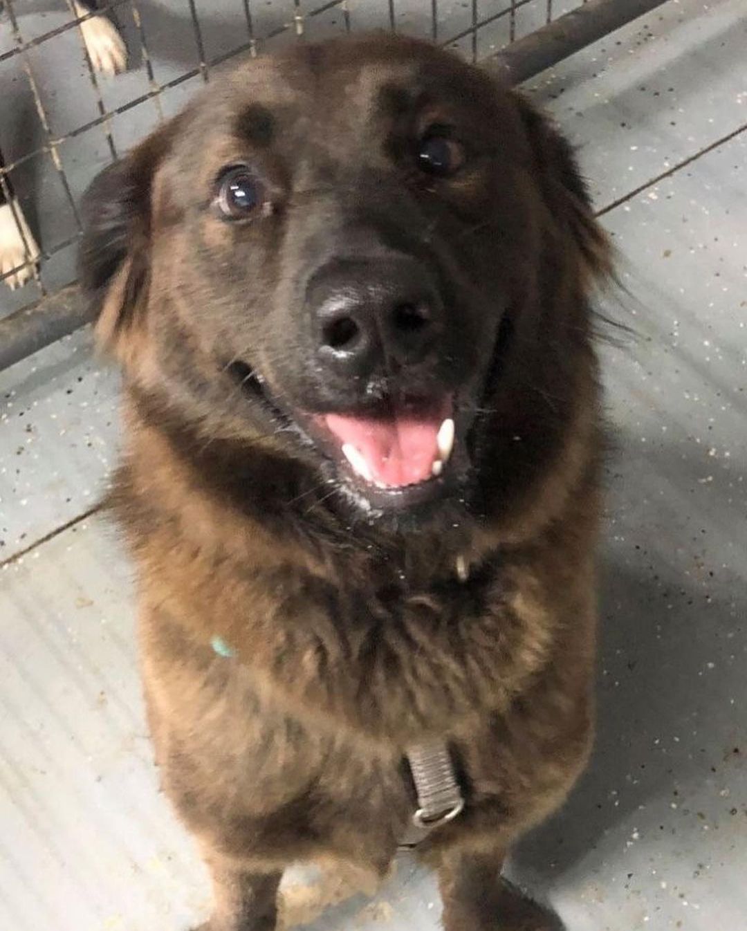 Handsome Arlo came to our shelter after being rescued by our friends at an animal control facility in South Carolina. He is a sweet boy with TONS of personality. Due to breed (chow mix), Arlo needs a home with breed (or like breed) experience. Arlo is being fostered with other dogs and plays well with them. NO cats for Arlo!

Arlo about 2 years old and weighs 55 lbs. He is neutered and vaccinated for Rabies, Distemper, and Bordetella. He recently tested negative for heartworm and tick-borne diseases and is current on flea/tick and heartworm prevention. Arlo is microchipped with a lifetime registration.

To meet Arlo, please complete an adoption application by visiting our website www.HalfwayHomeRescue.org.

<a target='_blank' href='https://www.instagram.com/explore/tags/adoptdontshop/'>#adoptdontshop</a> <a target='_blank' href='https://www.instagram.com/explore/tags/rescuedog/'>#rescuedog</a> <a target='_blank' href='https://www.instagram.com/explore/tags/shelterdog/'>#shelterdog</a> <a target='_blank' href='https://www.instagram.com/explore/tags/rescuedismyfavoritebreed/'>#rescuedismyfavoritebreed</a> <a target='_blank' href='https://www.instagram.com/explore/tags/mustlovedogs/'>#mustlovedogs</a> <a target='_blank' href='https://www.instagram.com/explore/tags/adoptme/'>#adoptme</a> <a target='_blank' href='https://www.instagram.com/explore/tags/adoptmect/'>#adoptmect</a> <a target='_blank' href='https://www.instagram.com/explore/tags/connecticut/'>#connecticut</a> <a target='_blank' href='https://www.instagram.com/explore/tags/adoptashelterdog/'>#adoptashelterdog</a> <a target='_blank' href='https://www.instagram.com/explore/tags/adoptarescuedog/'>#adoptarescuedog</a> <a target='_blank' href='https://www.instagram.com/explore/tags/mustlovedogs/'>#mustlovedogs</a> <a target='_blank' href='https://www.instagram.com/explore/tags/spayandneuteryourpets/'>#spayandneuteryourpets</a> <a target='_blank' href='https://www.instagram.com/explore/tags/adoptionislove/'>#adoptionislove</a> <a target='_blank' href='https://www.instagram.com/explore/tags/ctrescuedog/'>#ctrescuedog</a> <a target='_blank' href='https://www.instagram.com/explore/tags/rescuefosteradopt/'>#rescuefosteradopt</a> <a target='_blank' href='https://www.instagram.com/explore/tags/connecticut/'>#connecticut</a> <a target='_blank' href='https://www.instagram.com/explore/tags/adoptionsaveslives/'>#adoptionsaveslives</a> <a target='_blank' href='https://www.instagram.com/explore/tags/hhrarlo/'>#hhrarlo</a> <a target='_blank' href='https://www.instagram.com/explore/tags/halfwayhomerescueinc/'>#halfwayhomerescueinc</a>