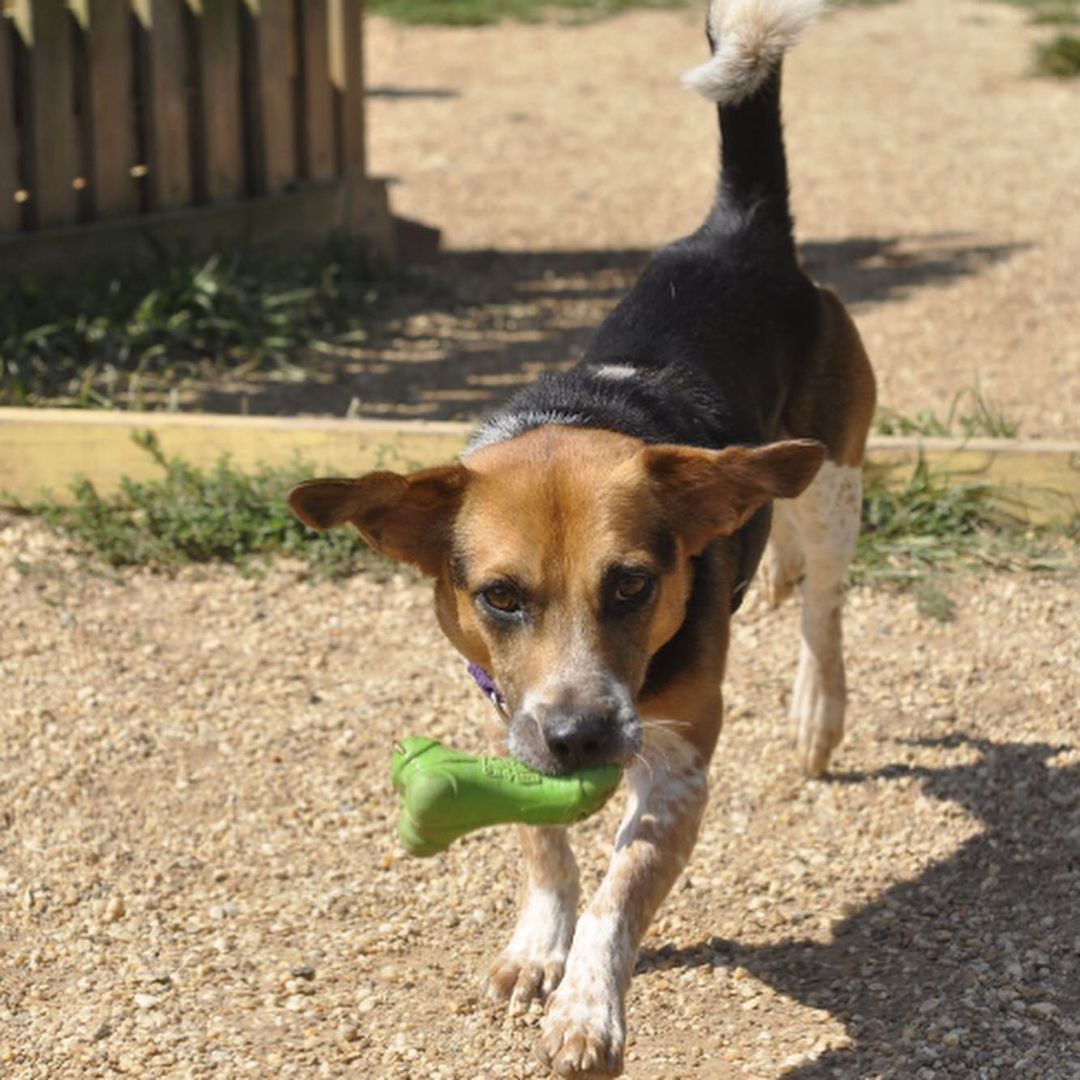 Theo is an almost five year old beagle mix. Theo may be small but he is full of personality! Theo is the perfect mix of play and hangout with his peeps. Theo has just started learning to make doggie friends and he thinks he likes it. Theo is still learning how to be the best boy he can be and will need a home where his people can work with him on that. Theo does have some on leash reactivity towards other dogs and minor resource guarding so he would do best in a home with teens and older. Theo has a prey drive and will chase cats, so a feline free home is needed. 

Theo is ready to bounce (he loves spikey bounce balls) with a waived adoption fee, crate, martingale, harness, leash, training treats and toys! Can't adopt? Theo would happily take a foster home while he waits on his furever home. Email us at adoptioncenter@homewardtrails.org

<a target='_blank' href='https://www.instagram.com/explore/tags/adoptdontshop/'>#adoptdontshop</a> <a target='_blank' href='https://www.instagram.com/explore/tags/homewardtrails/'>#homewardtrails</a> <a target='_blank' href='https://www.instagram.com/explore/tags/catsofinstagram/'>#catsofinstagram</a> <a target='_blank' href='https://www.instagram.com/explore/tags/dogsofinsta/'>#dogsofinsta</a> <a target='_blank' href='https://www.instagram.com/explore/tags/adoptionevent/'>#adoptionevent</a> <a target='_blank' href='https://www.instagram.com/explore/tags/cleartheshelters/'>#cleartheshelters</a> <a target='_blank' href='https://www.instagram.com/explore/tags/dogsofinstagram/'>#dogsofinstagram</a> <a target='_blank' href='https://www.instagram.com/explore/tags/animalrescue/'>#animalrescue</a> <a target='_blank' href='https://www.instagram.com/explore/tags/rescuedog/'>#rescuedog</a> <a target='_blank' href='https://www.instagram.com/explore/tags/dogsofinstagram/'>#dogsofinstagram</a> <a target='_blank' href='https://www.instagram.com/explore/tags/rescuedogsofinstagram/'>#rescuedogsofinstagram</a> <a target='_blank' href='https://www.instagram.com/explore/tags/dog/'>#dog</a> <a target='_blank' href='https://www.instagram.com/explore/tags/dogs/'>#dogs</a> <a target='_blank' href='https://www.instagram.com/explore/tags/dogstagram/'>#dogstagram</a> <a target='_blank' href='https://www.instagram.com/explore/tags/rescue/'>#rescue</a> <a target='_blank' href='https://www.instagram.com/explore/tags/instadog/'>#instadog</a> <a target='_blank' href='https://www.instagram.com/explore/tags/dogoftheday/'>#dogoftheday</a>  <a target='_blank' href='https://www.instagram.com/explore/tags/doglife/'>#doglife</a> <a target='_blank' href='https://www.instagram.com/explore/tags/doglover/'>#doglover</a> <a target='_blank' href='https://www.instagram.com/explore/tags/rescuedismyfavoritebreed/'>#rescuedismyfavoritebreed</a> <a target='_blank' href='https://www.instagram.com/explore/tags/doglovers/'>#doglovers</a> <a target='_blank' href='https://www.instagram.com/explore/tags/dogsofinsta/'>#dogsofinsta</a> <a target='_blank' href='https://www.instagram.com/explore/tags/doggo/'>#doggo</a> <a target='_blank' href='https://www.instagram.com/explore/tags/rescuedogs/'>#rescuedogs</a> <a target='_blank' href='https://www.instagram.com/explore/tags/muttsofinstagram/'>#muttsofinstagram</a> <a target='_blank' href='https://www.instagram.com/explore/tags/puppiesofinstagram/'>#puppiesofinstagram</a> <a target='_blank' href='https://www.instagram.com/explore/tags/ilovemydog/'>#ilovemydog</a> <a target='_blank' href='https://www.instagram.com/explore/tags/dogsofig/'>#dogsofig</a>