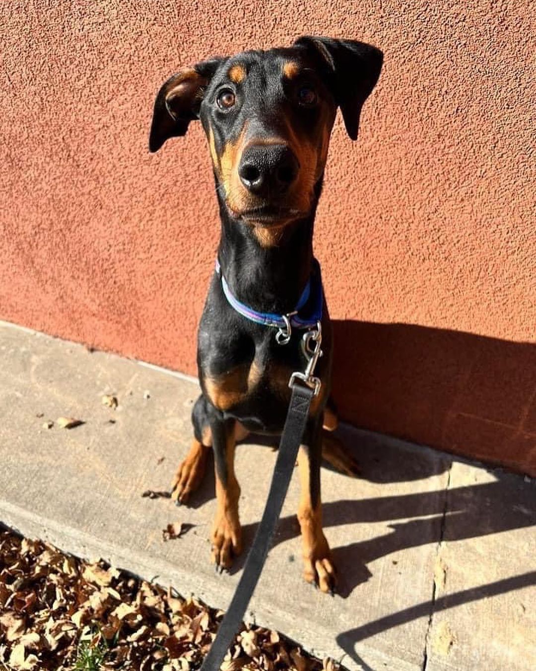 It’s a perfect day to visit our Zona Rosa Adoption Center. 

Our volunteers have been working hard on taking some the great pets on walks through the Zona Rosa shopping center. 

If you see one of our amazing volunteers, give them a high five for spending their Sunday afternoon helping our shelter pets!

📸 Lola, Spirit, Van Gogh, and Bruno Mars