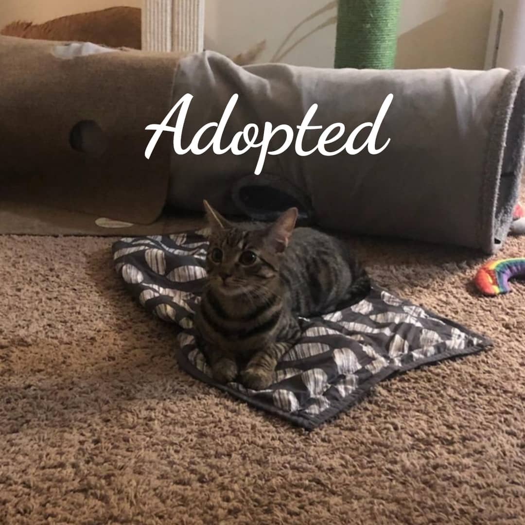 Congratulations Shelton on your final adoption <a target='_blank' href='https://www.instagram.com/explore/tags/gotchaday/'>#gotchaday</a> <a target='_blank' href='https://www.instagram.com/explore/tags/animalsforlife/'>#animalsforlife</a>.org  <a target='_blank' href='https://www.instagram.com/explore/tags/catrescue/'>#catrescue</a> <a target='_blank' href='https://www.instagram.com/explore/tags/Naugatuck/'>#Naugatuck</a> <a target='_blank' href='https://www.instagram.com/explore/tags/naugatuckcatshelter/'>#naugatuckcatshelter</a> <a target='_blank' href='https://www.instagram.com/explore/tags/adoptdontshop/'>#adoptdontshop</a>🐾 <a target='_blank' href='https://www.instagram.com/explore/tags/adoptedcat/'>#adoptedcat</a> $adopted <a target='_blank' href='https://www.instagram.com/explore/tags/catpic/'>#catpic</a> <a target='_blank' href='https://www.instagram.com/explore/tags/sundaycatfun/'>#sundaycatfun</a>😻😻 <a target='_blank' href='https://www.instagram.com/explore/tags/catshelter/'>#catshelter</a>