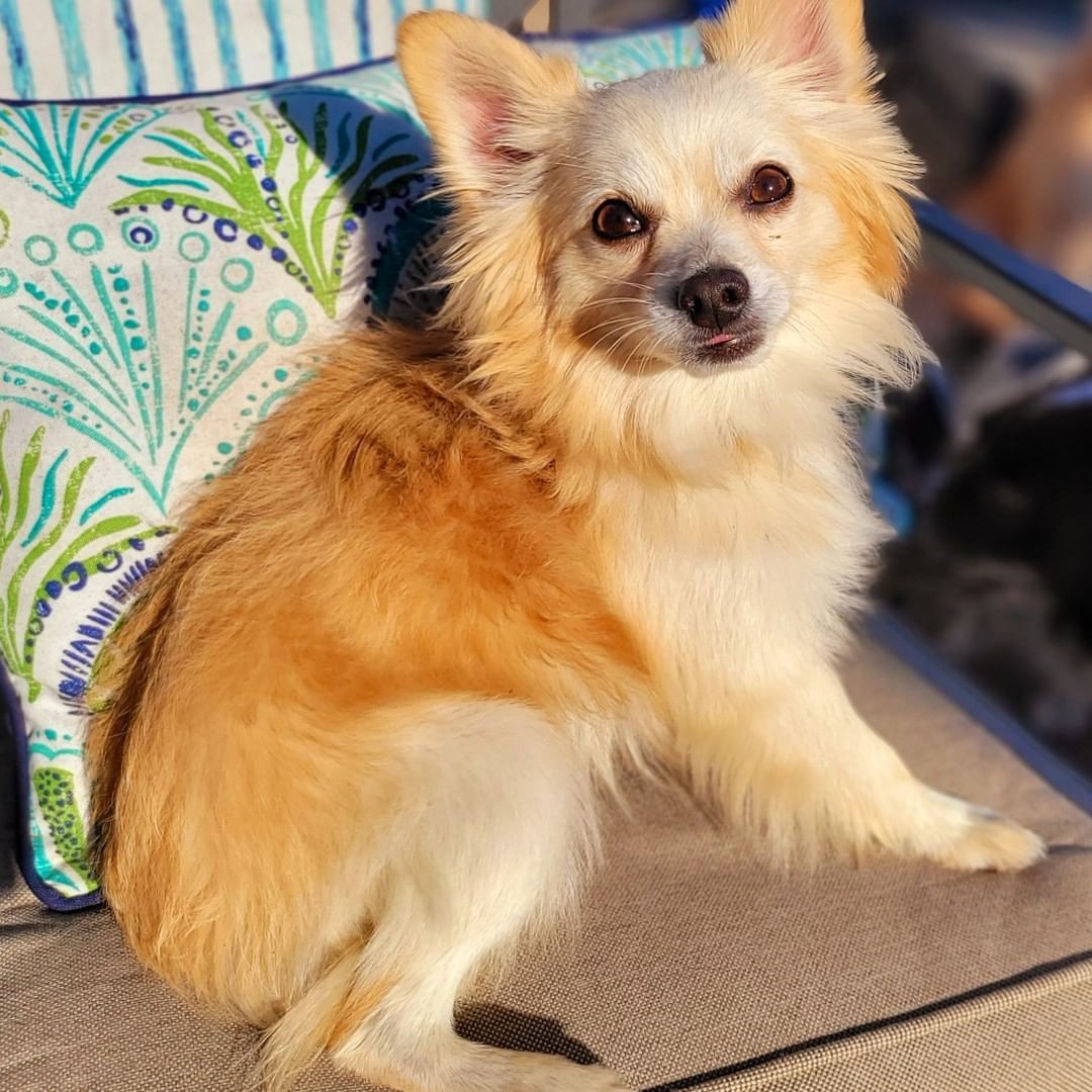 NEW TO THE CREW!!

Meet TEDDY - 2 yo male Pomeranian mix 💙

https://bluetails.org/adoption-application