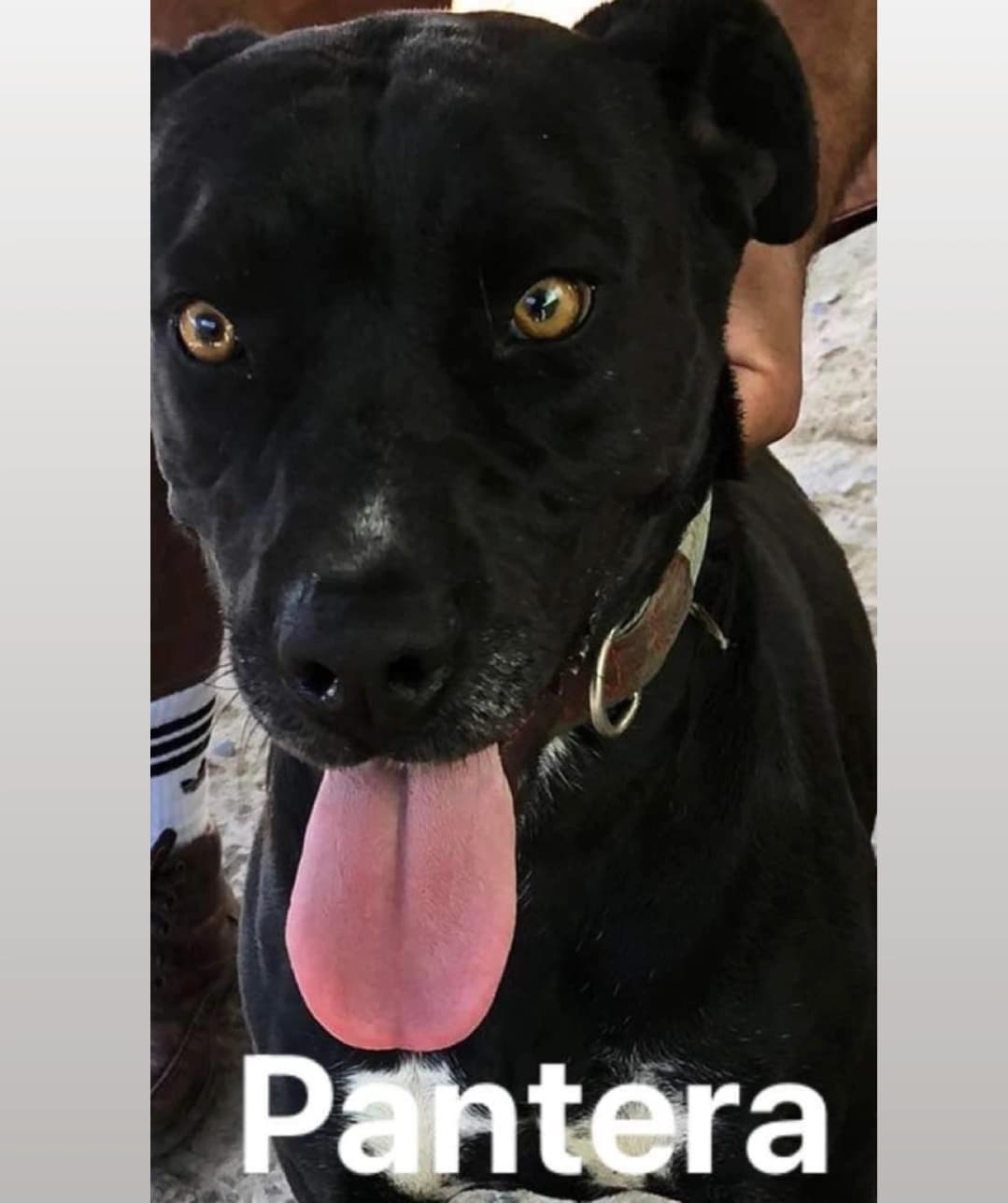 Available For Adoption 
<a target='_blank' href='https://www.instagram.com/explore/tags/AdoptAFriend/'>#AdoptAFriend</a>
Meet Pantera 

A pittie mix with a lot of energy. We believe she is approx 3 years old. Pantera is Troy's Mom, she was  in the middle of the street and looked like she had just given birth our rescuer Consuelo spoke with several people to find out why she was in such bad condition but could not get any answers. After finding her again on the street Consuelo took her and her puppies who were in even worse condition than when she saw her the first time.  Consuelo  Seeked help from Don Nacho (another rescuer) who did not hesitate to help her with Pantera despite having other dogs. Pantera deserves a chance for a loving home with a backyard to run around in. she is likes to rough to play but is not aggressive she is extremely affectionate. Pantera gets along well with other dogs is up to date on all of her vaccines and spayed. 

If you would like to fill out an application For Pantera Vist our website(Link in Bio)
☎️📞📱
Vicky Godoy 
(619 733-1512 

<a target='_blank' href='https://www.instagram.com/explore/tags/fhstj/'>#fhstj</a><a target='_blank' href='https://www.instagram.com/explore/tags/adoptadogsandiego/'>#adoptadogsandiego</a><a target='_blank' href='https://www.instagram.com/explore/tags/adoptdontshop/'>#adoptdontshop</a><a target='_blank' href='https://www.instagram.com/explore/tags/dog/'>#dog</a><a target='_blank' href='https://www.instagram.com/explore/tags/puppy/'>#puppy</a><a target='_blank' href='https://www.instagram.com/explore/tags/sandiego/'>#sandiego</a><a target='_blank' href='https://www.instagram.com/explore/tags/smalldogs/'>#smalldogs</a><a target='_blank' href='https://www.instagram.com/explore/tags/mansbestfriend/'>#mansbestfriend</a><a target='_blank' href='https://www.instagram.com/explore/tags/petadoption/'>#petadoption</a><a target='_blank' href='https://www.instagram.com/explore/tags/petadoptionevent/'>#petadoptionevent</a><a target='_blank' href='https://www.instagram.com/explore/tags/dogsofsandiego/'>#dogsofsandiego</a><a target='_blank' href='https://www.instagram.com/explore/tags/adoptafriend/'>#adoptafriend</a><a target='_blank' href='https://www.instagram.com/explore/tags/petco/'>#petco</a><a target='_blank' href='https://www.instagram.com/explore/tags/AdoptAFriend/'>#AdoptAFriend</a><a target='_blank' href='https://www.instagram.com/explore/tags/adoptapuppy/'>#adoptapuppy</a><a target='_blank' href='https://www.instagram.com/explore/tags/sandiegoevents/'>#sandiegoevents</a><a target='_blank' href='https://www.instagram.com/explore/tags/SanDiego/'>#SanDiego</a><a target='_blank' href='https://www.instagram.com/explore/tags/adoptanocompres/'>#adoptanocompres</a><a target='_blank' href='https://www.instagram.com/explore/tags/perrito/'>#perrito</a><a target='_blank' href='https://www.instagram.com/explore/tags/perro/'>#perro</a><a target='_blank' href='https://www.instagram.com/explore/tags/amigofiel/'>#amigofiel</a><a target='_blank' href='https://www.instagram.com/explore/tags/petcounleashed/'>#petcounleashed</a>