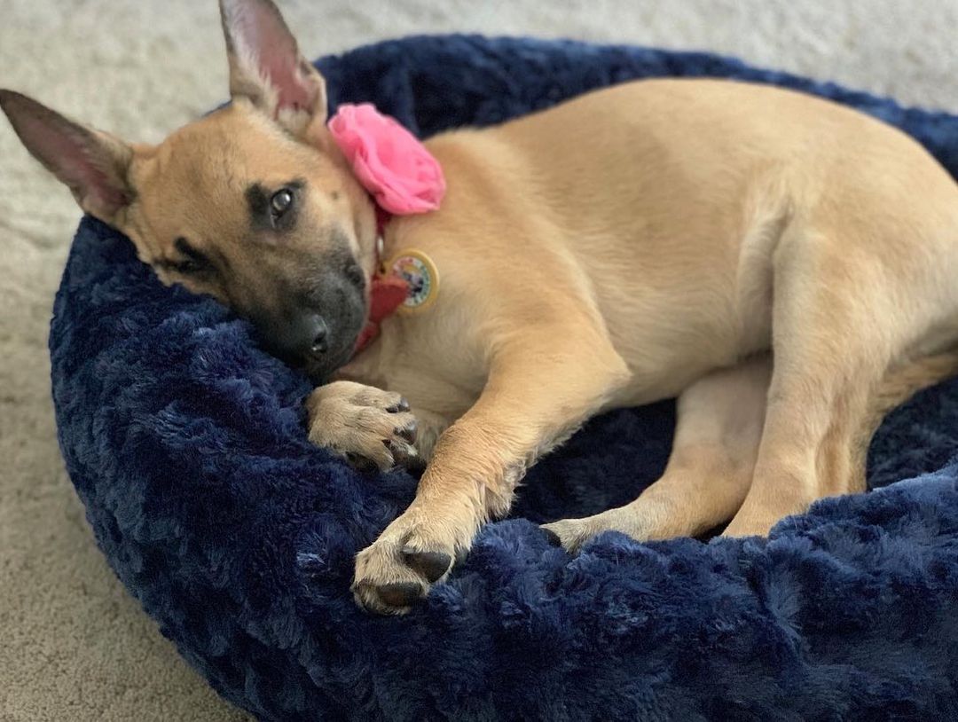 PENNY is still with us. Officially the longest I’ve had a puppy in my rescue. 🤷‍♀️ 

She has grown up in her foster home and she should be growing up in her forever home. A home of her own where she can be frolicking in the yard and snuggling with her family. 💕

She’s just 3 months old and is beyond perfection. Happy, smart, goofy, potty trained, vaccinated, micro chipped, ready to go home.💕 

Can you help us get creative and brainstorm on how to get her heavily shared so we can find her a home? I was really hoping she would have at least one meet and greet this weekend but I didn’t receive even one application.

Her home is out there and we will find it. BELIEVE!!!💕

Application in the link in bio ✔️ we’ll get back to you same day. Thank you 😊 

📷 @jazzy.rangel 

<a target='_blank' href='https://www.instagram.com/explore/tags/frankielolaandfriends/'>#frankielolaandfriends</a>