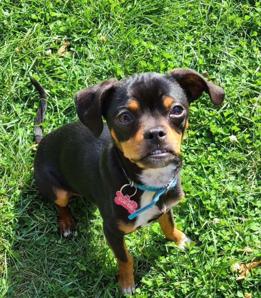 We have a <a target='_blank' href='https://www.instagram.com/explore/tags/MondayMission/'>#MondayMission</a>, pals! This lil nugget is Peter. Peter was a puppy when he came to us just before the pandemic and was quickly adopted. Unfortunately, he was also quickly returned. See, he was “acting funny”. Well, we don’t give up on doggos and do after multiple tests, we discovered Peter has a liver shunt. It’s a correctable birth defect but a very expensive operation. We have raised 1/2 of the required funds but still need $3000 to proceed. Without this surgery, even with his medications, the toxins in his body will continue to build up and he will not make it. We are determined to NOT let that happen but we need help. (We thank everyone who has donated so far.) Every little bit helps!  Even sharing this post is a help! If you can, we would be so grateful. 

Donation links in our linktree or 
Venmo: friendswith-fourpaws
PayPal: friendswithfourpaws 

<a target='_blank' href='https://www.instagram.com/explore/tags/fwfp/'>#fwfp</a> <a target='_blank' href='https://www.instagram.com/explore/tags/savepeter/'>#savepeter</a> <a target='_blank' href='https://www.instagram.com/explore/tags/rescuelife/'>#rescuelife</a> <a target='_blank' href='https://www.instagram.com/explore/tags/fundraising/'>#fundraising</a> <a target='_blank' href='https://www.instagram.com/explore/tags/adoptdontshop/'>#adoptdontshop</a> <a target='_blank' href='https://www.instagram.com/explore/tags/terriermixofinstagram/'>#terriermixofinstagram</a> <a target='_blank' href='https://www.instagram.com/explore/tags/puppy/'>#puppy</a> <a target='_blank' href='https://www.instagram.com/explore/tags/help/'>#help</a> <a target='_blank' href='https://www.instagram.com/explore/tags/mustlovedogs/'>#mustlovedogs</a> #🐾❤️