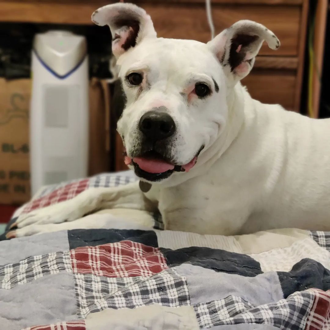 Laila recently had a sleepover with a volunteer and got to help shop for Christmas decoration. She was polite, enjoyed brisk walks, slept quietly through the night, loved to curl up on soft blankets, and showed great potential in interior design. 😊

This active, bright-eyed senior has been patiently waiting for a home for more than THREE YEARS and is about to spend another Thanksgiving, birthday, Christmas, and New Year with us again. It's time she got a family of her own to celebrate all the holidays and birthdays in her golden years. Apply to adopt Laila today and give her the perfect FOURTEEN BIRTHDAY gift ❤️ Application on our website downtowndogrescue.org

Tap or search <a target='_blank' href='https://www.instagram.com/explore/tags/ddrlaila/'>#ddrlaila</a> for more photos, videos, and info.

<a target='_blank' href='https://www.instagram.com/explore/tags/adoptdontshop/'>#adoptdontshop</a> <a target='_blank' href='https://www.instagram.com/explore/tags/seniordogsrock/'>#seniordogsrock</a> <a target='_blank' href='https://www.instagram.com/explore/tags/pitbullsofinstagram/'>#pitbullsofinstagram</a> <a target='_blank' href='https://www.instagram.com/explore/tags/losangeles/'>#losangeles</a> <a target='_blank' href='https://www.instagram.com/explore/tags/christmaswish/'>#christmaswish</a> <a target='_blank' href='https://www.instagram.com/explore/tags/sharingiscaring/'>#sharingiscaring</a>