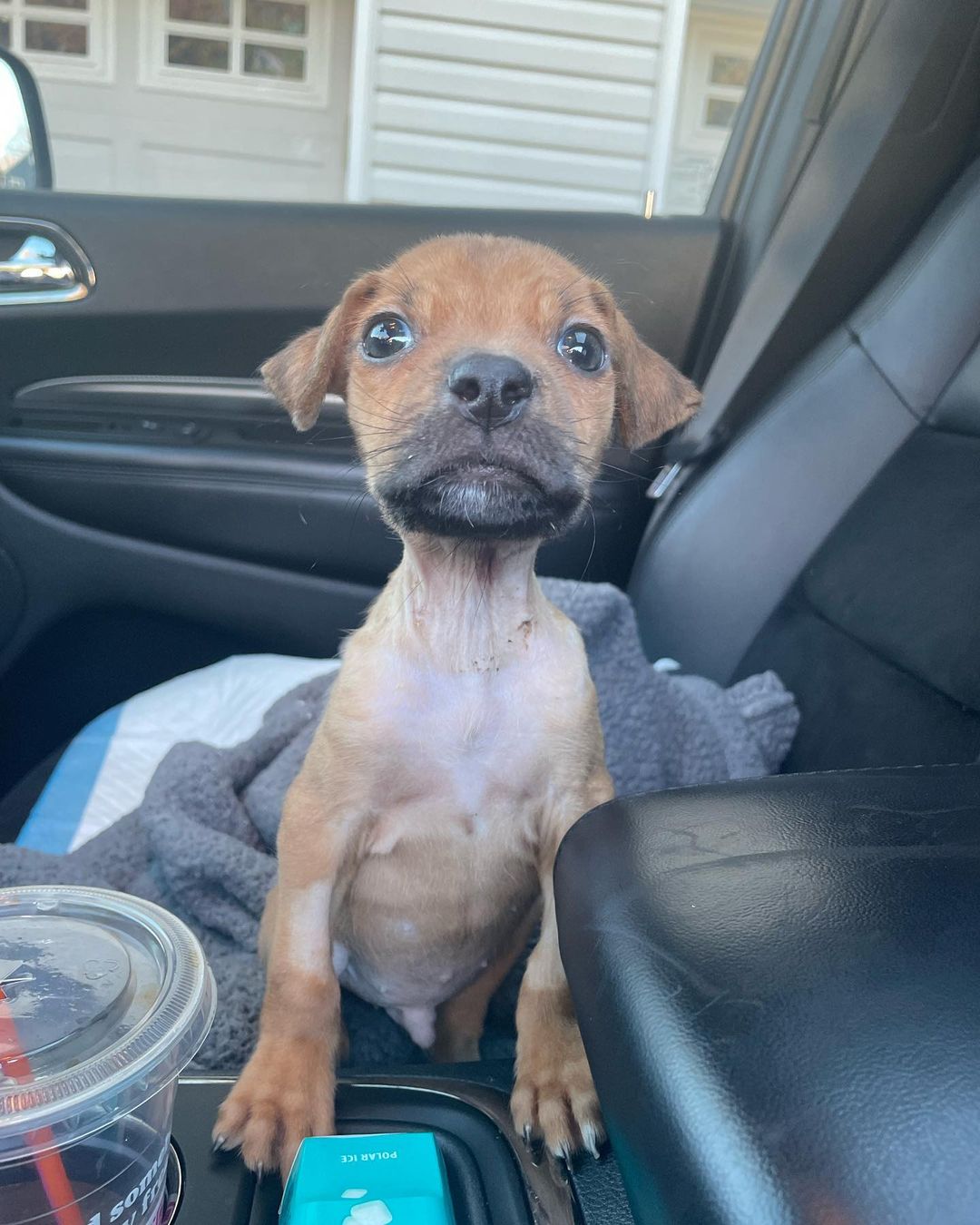 Sweet Guppy is on the road to recovery, with thanks to you!

Guppy is checking in to lift your spirits!  This teeny tiny parvo warrior is enjoying life outside the hospital.  He loves to be held and comforted, eats like a champion and is super playful.  Guppy needs several more weeks of recovery before he will be ready for a home of his own, but for now, this little miracle is finally enjoying life as a spoiled puppy!  We thank you, our devoted rescue community, for being there for Guppy when he needed you most.

We know RBARI isn’t the only organization asking for your help this time of year, but we are happy to show you the successful stories, like Guppy’s, that you have made possible through your generosity. 

We could never possibly thank you enough, but I think Gup’s happy face truly tells you how grateful we are for your unending support ❤️