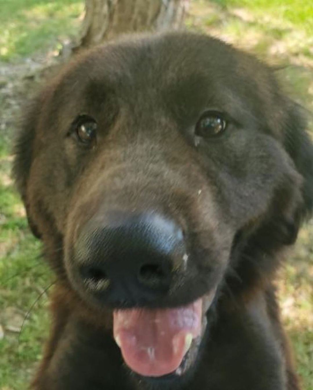 Handsome Arlo came to our shelter after being rescued by our friends at an animal control facility in South Carolina. He is a sweet boy with TONS of personality. Due to breed (chow mix), Arlo needs a home with breed (or like breed) experience. Arlo is being fostered with other dogs and plays well with them. NO cats for Arlo!

Arlo about 2 years old and weighs 55 lbs. He is neutered and vaccinated for Rabies, Distemper, and Bordetella. He recently tested negative for heartworm and tick-borne diseases and is current on flea/tick and heartworm prevention. Arlo is microchipped with a lifetime registration.

To meet Arlo, please complete an adoption application by visiting our website www.HalfwayHomeRescue.org.

<a target='_blank' href='https://www.instagram.com/explore/tags/adoptdontshop/'>#adoptdontshop</a> <a target='_blank' href='https://www.instagram.com/explore/tags/rescuedog/'>#rescuedog</a> <a target='_blank' href='https://www.instagram.com/explore/tags/shelterdog/'>#shelterdog</a> <a target='_blank' href='https://www.instagram.com/explore/tags/rescuedismyfavoritebreed/'>#rescuedismyfavoritebreed</a> <a target='_blank' href='https://www.instagram.com/explore/tags/mustlovedogs/'>#mustlovedogs</a> <a target='_blank' href='https://www.instagram.com/explore/tags/adoptme/'>#adoptme</a> <a target='_blank' href='https://www.instagram.com/explore/tags/adoptmect/'>#adoptmect</a> <a target='_blank' href='https://www.instagram.com/explore/tags/connecticut/'>#connecticut</a> <a target='_blank' href='https://www.instagram.com/explore/tags/adoptashelterdog/'>#adoptashelterdog</a> <a target='_blank' href='https://www.instagram.com/explore/tags/adoptarescuedog/'>#adoptarescuedog</a> <a target='_blank' href='https://www.instagram.com/explore/tags/mustlovedogs/'>#mustlovedogs</a> <a target='_blank' href='https://www.instagram.com/explore/tags/spayandneuteryourpets/'>#spayandneuteryourpets</a> <a target='_blank' href='https://www.instagram.com/explore/tags/adoptionislove/'>#adoptionislove</a> <a target='_blank' href='https://www.instagram.com/explore/tags/ctrescuedog/'>#ctrescuedog</a> <a target='_blank' href='https://www.instagram.com/explore/tags/rescuefosteradopt/'>#rescuefosteradopt</a> <a target='_blank' href='https://www.instagram.com/explore/tags/connecticut/'>#connecticut</a> <a target='_blank' href='https://www.instagram.com/explore/tags/adoptionsaveslives/'>#adoptionsaveslives</a> <a target='_blank' href='https://www.instagram.com/explore/tags/hhrarlo/'>#hhrarlo</a> <a target='_blank' href='https://www.instagram.com/explore/tags/halfwayhomerescueinc/'>#halfwayhomerescueinc</a>