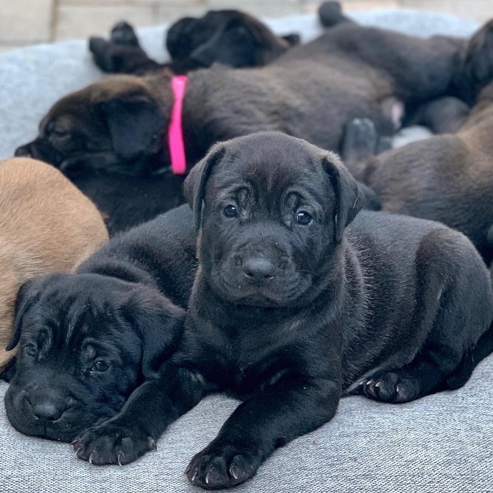 🐾💚Adopters Needed💚🐾 These little Wrinkle faced roly-poly’s are almost ready just in time for the holidays!  No doubt they will be popular when we release them. They are our Mario brothers Litter.  As you can see Princess Peach is a very proud mama and she already has an approved adopter when she’s ready! 
<a target='_blank' href='https://www.instagram.com/explore/tags/amazingstraysrescue/'>#amazingstraysrescue</a>

If you are interested, please fill out an Interest Application on our website- amazingstraysrescue.org

🐾All supplies and an amazing support team included! 

🐾 Please share this on your social media 

🐾 Want to help? All of our incoming dogs have medical bills to be paid! You could sponsor a spay or neuter!

🐾 Fostering even for just two weeks is extremely helpful to a dog in need!

🐾 All supplies included!

<a target='_blank' href='https://www.instagram.com/explore/tags/RescueDog/'>#RescueDog</a> <a target='_blank' href='https://www.instagram.com/explore/tags/AdoptDontShop/'>#AdoptDontShop</a> <a target='_blank' href='https://www.instagram.com/explore/tags/RescuePuppy/'>#RescuePuppy</a> <a target='_blank' href='https://www.instagram.com/explore/tags/ForTheLoveOfDogs/'>#ForTheLoveOfDogs</a> <a target='_blank' href='https://www.instagram.com/explore/tags/GetInvolved/'>#GetInvolved</a> <a target='_blank' href='https://www.instagram.com/explore/tags/Donate/'>#Donate</a> <a target='_blank' href='https://www.instagram.com/explore/tags/Volunteer/'>#Volunteer</a> <a target='_blank' href='https://www.instagram.com/explore/tags/FosteringSavesLives/'>#FosteringSavesLives</a> <a target='_blank' href='https://www.instagram.com/explore/tags/dogsofinstagram/'>#dogsofinstagram</a> <a target='_blank' href='https://www.instagram.com/explore/tags/dogsofinsta/'>#dogsofinsta</a> <a target='_blank' href='https://www.instagram.com/explore/tags/asradoptme/'>#asradoptme</a>