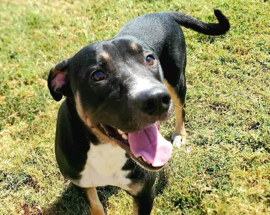 🌟 AVAILABLE 🌟 - retriever/kelpie mixed breed

This handsome tri-color boy is Rookie! He is a 2yr old retriever/kelpie mix (guess). He may have some Aussie and/or another breed or two in him as well. He weighs 50lbs and is as healthy as a horse! He is a goofy, happy, and active boy. He LOVES other dogs of all sizes and enjoys running and playing. He likes to go for runs, walks, and play fetch. He is not a fan of the swimming pool. He is fantastic with kids and would happily keep them busy playing all day. While being active he is also an easy-going, social butterfly. Rookie is house trained, up to date on vaccines, monthly flea/tick/heartworm prevention, is neutered and ready for a FUREVER home. If you think this well rounded boy would be a fit for you please use the link below to submit an adoption application. 

Adoption Application:
https://airtable.com/shr305FuyR4v4JWQb

Petfinder Link:  https://www.petfinder.com/dog/rookie-id-number-583-53536451/pa/blue-bell/furry-tales-animal-rescue-pa1105/

Website Link: https://furrytalesrescue.wixsite.com/home

PLEASE note that we are a 100% volunteer foster-based rescue. It may take a few days or up to 1-2 weeks to hear back from us. 

** We are based out of Blue Bell, PA. We allow adoptions to PA, NJ, MD, DE, VA, WV, CT and NY. At this time we do not adopt out to homes who are over ~200 miles from our location. *

.
.
.
.
.
<a target='_blank' href='https://www.instagram.com/explore/tags/rescue/'>#rescue</a> <a target='_blank' href='https://www.instagram.com/explore/tags/adoptme/'>#adoptme</a> <a target='_blank' href='https://www.instagram.com/explore/tags/rescuedogs/'>#rescuedogs</a> <a target='_blank' href='https://www.instagram.com/explore/tags/rescuedogsrock/'>#rescuedogsrock</a> <a target='_blank' href='https://www.instagram.com/explore/tags/kelpie/'>#kelpie</a> <a target='_blank' href='https://www.instagram.com/explore/tags/retriever/'>#retriever</a> <a target='_blank' href='https://www.instagram.com/explore/tags/mixedbreed/'>#mixedbreed</a> <a target='_blank' href='https://www.instagram.com/explore/tags/highenergy/'>#highenergy</a> <a target='_blank' href='https://www.instagram.com/explore/tags/goodboy/'>#goodboy</a> <a target='_blank' href='https://www.instagram.com/explore/tags/dogoftheday/'>#dogoftheday</a>