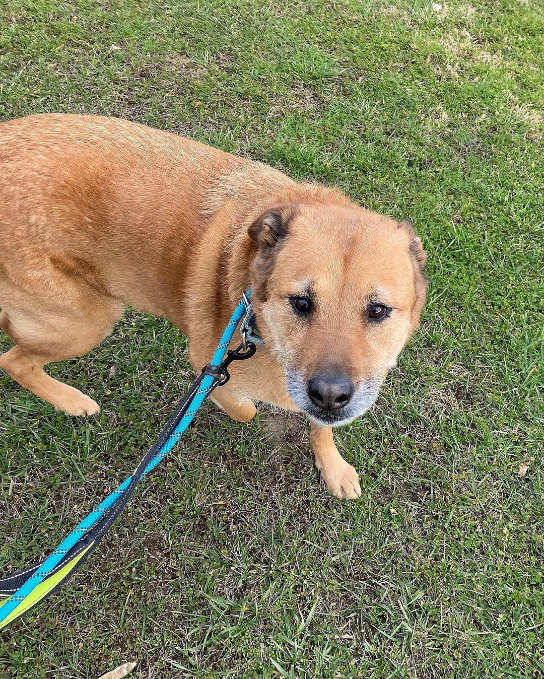 We’ve got JAMES in the building for our <a target='_blank' href='https://www.instagram.com/explore/tags/SeniorSunday/'>#SeniorSunday</a> breakdown!
Oooooh, look at this salt & pepper boy. James is a ten-year-old Shepard mix with a laid-back disposition and fox-like tail. He enjoys the little things like leisurely walks, sniffing the air, taking in his surroundings, and rainy days where he can feel the raindrops on his fur.

James’ love language is Quality Time -- One on one time spent together; sharing experiences as an expression of love. He wants to be a companion so badly. He wants to lay by your feet while you read the newspaper. He wants you to smile when you hear the sound of his tail slapping against the sofa when you come home from work. He wants to remind you to take a break from life and go for a walk in the crisp afternoon air. He wants to be your best bud. 

James is a loving, loyal, handsome pet who walks well on a leash, does well with other large dogs, and needs a home. So if you’re looking for a solid, reliable, always-happy-to-see-you, best friend kind of dog… then there is no better than James. 

And remember, November is <a target='_blank' href='https://www.instagram.com/explore/tags/SeniorMonth/'>#SeniorMonth</a>, and @stellaandchewys is covering all adoption fees for senior dogs. Let’s get James <a target='_blank' href='https://www.instagram.com/explore/tags/HomeForTheHolidays/'>#HomeForTheHolidays</a>

One of the best perks of adopting a senior (besides unbridled adoration) is that they already have a complete set of manners like housetraining and knowing boundaries. 

For more info or to apply to adopt James, please visit us at NYCSecondChanceRescue.org
 <a target='_blank' href='https://www.instagram.com/explore/tags/BecauseTheyMatter/'>#BecauseTheyMatter</a>