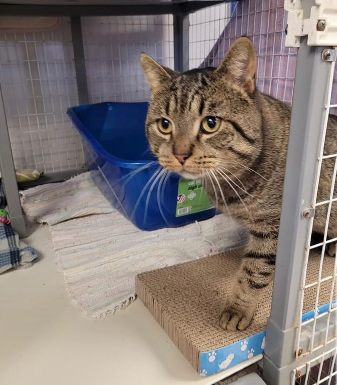 This big guy is Tank. He says thanks for the new litter box! Big boy needs a big box.
🙏🏼❤️🐾😻

<a target='_blank' href='https://www.instagram.com/explore/tags/donationswelcome/'>#donationswelcome</a> <a target='_blank' href='https://www.instagram.com/explore/tags/donations/'>#donations</a> <a target='_blank' href='https://www.instagram.com/explore/tags/donation/'>#donation</a> <a target='_blank' href='https://www.instagram.com/explore/tags/donate/'>#donate</a> <a target='_blank' href='https://www.instagram.com/explore/tags/adoptionsaveslives/'>#adoptionsaveslives</a> <a target='_blank' href='https://www.instagram.com/explore/tags/adoptdontshop/'>#adoptdontshop</a> <a target='_blank' href='https://www.instagram.com/explore/tags/adoptables/'>#adoptables</a> <a target='_blank' href='https://www.instagram.com/explore/tags/adoptanakittentoday/'>#adoptanakittentoday</a> <a target='_blank' href='https://www.instagram.com/explore/tags/rescuecatsofig/'>#rescuecatsofig</a> <a target='_blank' href='https://www.instagram.com/explore/tags/rescuecat/'>#rescuecat</a> <a target='_blank' href='https://www.instagram.com/explore/tags/rescuecatsrock/'>#rescuecatsrock</a> <a target='_blank' href='https://www.instagram.com/explore/tags/rescuecats/'>#rescuecats</a> <a target='_blank' href='https://www.instagram.com/explore/tags/rescuecatsofinstagram/'>#rescuecatsofinstagram</a> <a target='_blank' href='https://www.instagram.com/explore/tags/rescuecatsarethebest/'>#rescuecatsarethebest</a> <a target='_blank' href='https://www.instagram.com/explore/tags/rescuecatsrule/'>#rescuecatsrule</a> <a target='_blank' href='https://www.instagram.com/explore/tags/sheltercatsofinstagram/'>#sheltercatsofinstagram</a> <a target='_blank' href='https://www.instagram.com/explore/tags/sheltercatsrule/'>#sheltercatsrule</a> <a target='_blank' href='https://www.instagram.com/explore/tags/sheltercatsrock/'>#sheltercatsrock</a> <a target='_blank' href='https://www.instagram.com/explore/tags/sheltercats/'>#sheltercats</a> <a target='_blank' href='https://www.instagram.com/explore/tags/sheltercatsarethebest/'>#sheltercatsarethebest</a> <a target='_blank' href='https://www.instagram.com/explore/tags/jeffersonvilleindiana/'>#jeffersonvilleindiana</a> <a target='_blank' href='https://www.instagram.com/explore/tags/jeffersonville/'>#jeffersonville</a>
<a target='_blank' href='https://www.instagram.com/explore/tags/southernindiana/'>#southernindiana</a>