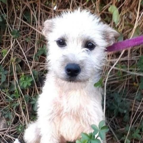 Seeking forever family. Meet Nena!

Nena is a 5 month old, small to medium size Westie mix. She is a very friendly, playful girl, with an awesome temperament! She Loves all people and dogs. She will be a great dog for active families with kids. She currently weighs around 12 lb and will be around 25 lbs when fully grown. Please help her find her forever home!

If interested in Nena, please apply through our website.
Anlcf.org
Location: San Diego

<a target='_blank' href='https://www.instagram.com/explore/tags/ANewLifeCharitableFoundation/'>#ANewLifeCharitableFoundation</a> <a target='_blank' href='https://www.instagram.com/explore/tags/PleaseShare/'>#PleaseShare</a> <a target='_blank' href='https://www.instagram.com/explore/tags/Foster/'>#Foster</a> <a target='_blank' href='https://www.instagram.com/explore/tags/Adopt/'>#Adopt</a> <a target='_blank' href='https://www.instagram.com/explore/tags/OptToAdopt/'>#OptToAdopt</a> <a target='_blank' href='https://www.instagram.com/explore/tags/SDDogs/'>#SDDogs</a> <a target='_blank' href='https://www.instagram.com/explore/tags/SDRescue/'>#SDRescue</a> <a target='_blank' href='https://www.instagram.com/explore/tags/rescuedogsofinstagram/'>#rescuedogsofinstagram</a> <a target='_blank' href='https://www.instagram.com/explore/tags/rescuedismyfavoritebreed/'>#rescuedismyfavoritebreed</a>
<a target='_blank' href='https://www.instagram.com/explore/tags/Dogs/'>#Dogs</a> <a target='_blank' href='https://www.instagram.com/explore/tags/dogsofinstagram/'>#dogsofinstagram</a> <a target='_blank' href='https://www.instagram.com/explore/tags/adoptdontshop/'>#adoptdontshop</a>
<a target='_blank' href='https://www.instagram.com/explore/tags/Pup/'>#Pup</a> <a target='_blank' href='https://www.instagram.com/explore/tags/SanDiegoRescue/'>#SanDiegoRescue</a> <a target='_blank' href='https://www.instagram.com/explore/tags/AdoptMe/'>#AdoptMe</a>