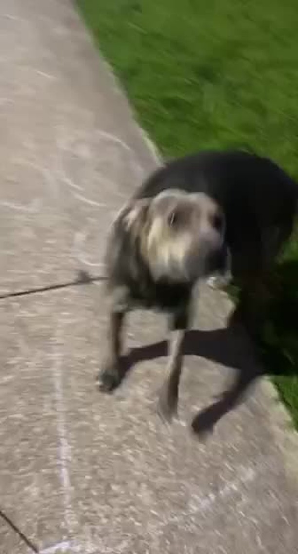 Houston, arc

Guys a reputable rescue from Idaho is asking for your help.  They need a 3 week foster for this pregnant mom.  People are abusing and kicking her.  All she wants is a safe place to have e her puppies.  Please help them find a foster.  3 weeks.  Medical and supplies provided.  If you can help pls comment.  Power of sharing.  We can find a foster if we share this post.