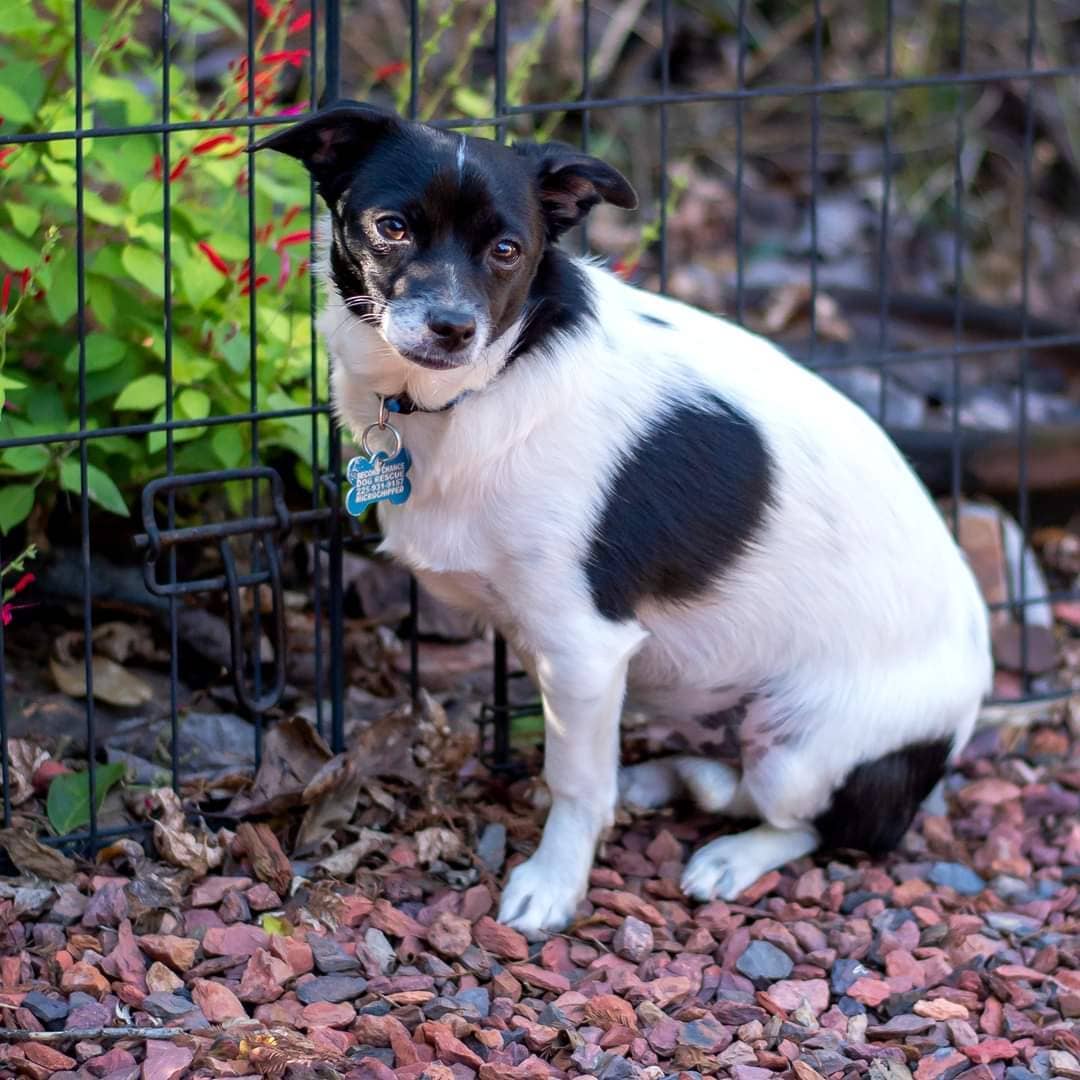 Snoopy is an 1 yr old (Dob 6/02/2020), 15 lb. male Chihuahua,  neutered, microchipped, up-to-date on vaccines.  Sweet playful and good with his foster fur-siblings. We require good vet history, a fenced yard, and a live or virtual home visit for approval. Fostered by Mary.  Fee: $250.  Apply online:  http://secondchancedogrescuela.org/.../adoption-application/. Please note that due to increased number of applications, inquiries, messages and calls, we are not able to respond to every notification. If your application is approved, you should hear from us within a week.  Thank you for sharing this pet! 

📷 @bridgethmayo 

<a target='_blank' href='https://www.instagram.com/explore/tags/scdrla/'>#scdrla</a> <a target='_blank' href='https://www.instagram.com/explore/tags/adoptdontshop/'>#adoptdontshop</a> <a target='_blank' href='https://www.instagram.com/explore/tags/stopeuthanasia/'>#stopeuthanasia</a> <a target='_blank' href='https://www.instagram.com/explore/tags/rescuedogsofinstagram/'>#rescuedogsofinstagram</a> <a target='_blank' href='https://www.instagram.com/explore/tags/rescuerocks/'>#rescuerocks</a> <a target='_blank' href='https://www.instagram.com/explore/tags/rescuerehabrehome/'>#rescuerehabrehome</a> <a target='_blank' href='https://www.instagram.com/explore/tags/spayandneuteryourpets/'>#spayandneuteryourpets</a> <a target='_blank' href='https://www.instagram.com/explore/tags/unconditionallove/'>#unconditionallove</a> <a target='_blank' href='https://www.instagram.com/explore/tags/puppylove/'>#puppylove</a> <a target='_blank' href='https://www.instagram.com/explore/tags/fosteringsaveslives/'>#fosteringsaveslives</a> <a target='_blank' href='https://www.instagram.com/explore/tags/dogsofinstagram/'>#dogsofinstagram</a> <a target='_blank' href='https://www.instagram.com/explore/tags/goteamsecondchancebr/'>#goteamsecondchancebr</a>