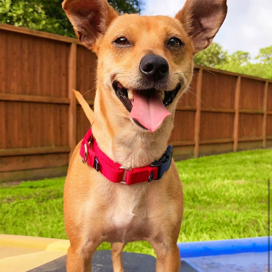 Harper is available! She is a sweet 18 lbs chihuahua mix ready for a home! She loves people, loves fun, and loves to be loved! Meet Harper today! Adoptions open from 11-3. <a target='_blank' href='https://www.instagram.com/explore/tags/abandonedanimalrescue/'>#abandonedanimalrescue</a> <a target='_blank' href='https://www.instagram.com/explore/tags/givingpawsahelpinghand/'>#givingpawsahelpinghand</a> <a target='_blank' href='https://www.instagram.com/explore/tags/dogsofaar/'>#dogsofaar</a> <a target='_blank' href='https://www.instagram.com/explore/tags/pupper/'>#pupper</a> <a target='_blank' href='https://www.instagram.com/explore/tags/doggo/'>#doggo</a> <a target='_blank' href='https://www.instagram.com/explore/tags/rescue/'>#rescue</a> <a target='_blank' href='https://www.instagram.com/explore/tags/rescuedogs/'>#rescuedogs</a> <a target='_blank' href='https://www.instagram.com/explore/tags/shelterdog/'>#shelterdog</a> <a target='_blank' href='https://www.instagram.com/explore/tags/happydog/'>#happydog</a> <a target='_blank' href='https://www.instagram.com/explore/tags/gooddoggo/'>#gooddoggo</a> <a target='_blank' href='https://www.instagram.com/explore/tags/lovedogs/'>#lovedogs</a> <a target='_blank' href='https://www.instagram.com/explore/tags/puppies/'>#puppies</a> <a target='_blank' href='https://www.instagram.com/explore/tags/adopt/'>#adopt</a> <a target='_blank' href='https://www.instagram.com/explore/tags/adoptdontshop/'>#adoptdontshop</a> <a target='_blank' href='https://www.instagram.com/explore/tags/adoptable/'>#adoptable</a> <a target='_blank' href='https://www.instagram.com/explore/tags/conroetx/'>#conroetx</a> <a target='_blank' href='https://www.instagram.com/explore/tags/springtx/'>#springtx</a> <a target='_blank' href='https://www.instagram.com/explore/tags/katytx/'>#katytx</a> <a target='_blank' href='https://www.instagram.com/explore/tags/cypresstx/'>#cypresstx</a> <a target='_blank' href='https://www.instagram.com/explore/tags/houston/'>#houston</a> <a target='_blank' href='https://www.instagram.com/explore/tags/magnoliachamberofcommerce/'>#magnoliachamberofcommerce</a> <a target='_blank' href='https://www.instagram.com/explore/tags/magnoliatx/'>#magnoliatx</a> <a target='_blank' href='https://www.instagram.com/explore/tags/thewoodlands/'>#thewoodlands</a> <a target='_blank' href='https://www.instagram.com/explore/tags/chihuahua/'>#chihuahua</a> <a target='_blank' href='https://www.instagram.com/explore/tags/chihuahuamix/'>#chihuahuamix</a> <a target='_blank' href='https://www.instagram.com/explore/tags/chihuahualife/'>#chihuahualife</a>