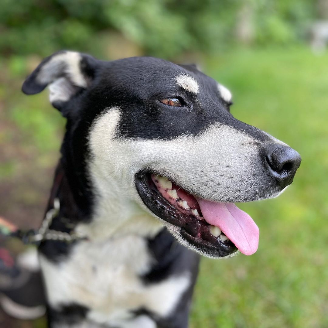 Will you be Joey’s Friend? This happy Husky-mix is such a lovable goofball who loves nothing more than palling around with his people! He walks nicely on a leash, loves treats and belly rubs and will always be there for you! 

Joey is the face of our <a target='_blank' href='https://www.instagram.com/explore/tags/givingtuesday/'>#givingtuesday</a> campaign - please share to help find this sweet boy a home for Thanksgiving 

<a target='_blank' href='https://www.instagram.com/explore/tags/mansbestfriend/'>#mansbestfriend</a> <a target='_blank' href='https://www.instagram.com/explore/tags/friends/'>#friends</a> <a target='_blank' href='https://www.instagram.com/explore/tags/joeytribbiani/'>#joeytribbiani</a> <a target='_blank' href='https://www.instagram.com/explore/tags/paljoey/'>#paljoey</a> 
<a target='_blank' href='https://www.instagram.com/explore/tags/rescuedogsofinstagram/'>#rescuedogsofinstagram</a> <a target='_blank' href='https://www.instagram.com/explore/tags/mattleblanc/'>#mattleblanc</a> @mleblanc <a target='_blank' href='https://www.instagram.com/explore/tags/animalrescueri/'>#animalrescueri</a> <a target='_blank' href='https://www.instagram.com/explore/tags/illbethereforyou/'>#illbethereforyou</a> <a target='_blank' href='https://www.instagram.com/explore/tags/howyoudoin/'>#howyoudoin</a> <a target='_blank' href='https://www.instagram.com/explore/tags/lovedog/'>#lovedog</a> <a target='_blank' href='https://www.instagram.com/explore/tags/puppylove/'>#puppylove</a> <a target='_blank' href='https://www.instagram.com/explore/tags/huskymix/'>#huskymix</a> <a target='_blank' href='https://www.instagram.com/explore/tags/huskiesofinstagram/'>#huskiesofinstagram</a> <a target='_blank' href='https://www.instagram.com/explore/tags/thanksgiving/'>#thanksgiving</a> <a target='_blank' href='https://www.instagram.com/explore/tags/thankfulfordogs/'>#thankfulfordogs</a>