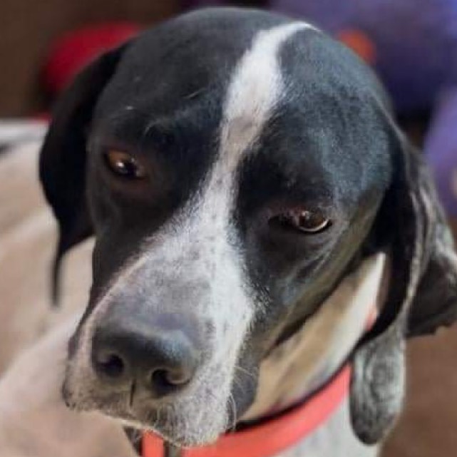 Meet Rosie! She’s your typical happy, goofy, 18 month-old pointer. Rosie’s loves people and other dogs. She can be a little shy around her food and loves having her human nearby while she eats. Click the link in our profile submit your adoption application today. 
🐾
🐾
<a target='_blank' href='https://www.instagram.com/explore/tags/pointer/'>#pointer</a> <a target='_blank' href='https://www.instagram.com/explore/tags/dog/'>#dog</a> <a target='_blank' href='https://www.instagram.com/explore/tags/dogs/'>#dogs</a> <a target='_blank' href='https://www.instagram.com/explore/tags/adoptpurelove/'>#adoptpurelove</a> <a target='_blank' href='https://www.instagram.com/explore/tags/pointersofinstagram/'>#pointersofinstagram</a> <a target='_blank' href='https://www.instagram.com/explore/tags/apr/'>#apr</a> <a target='_blank' href='https://www.instagram.com/explore/tags/friday/'>#friday</a>