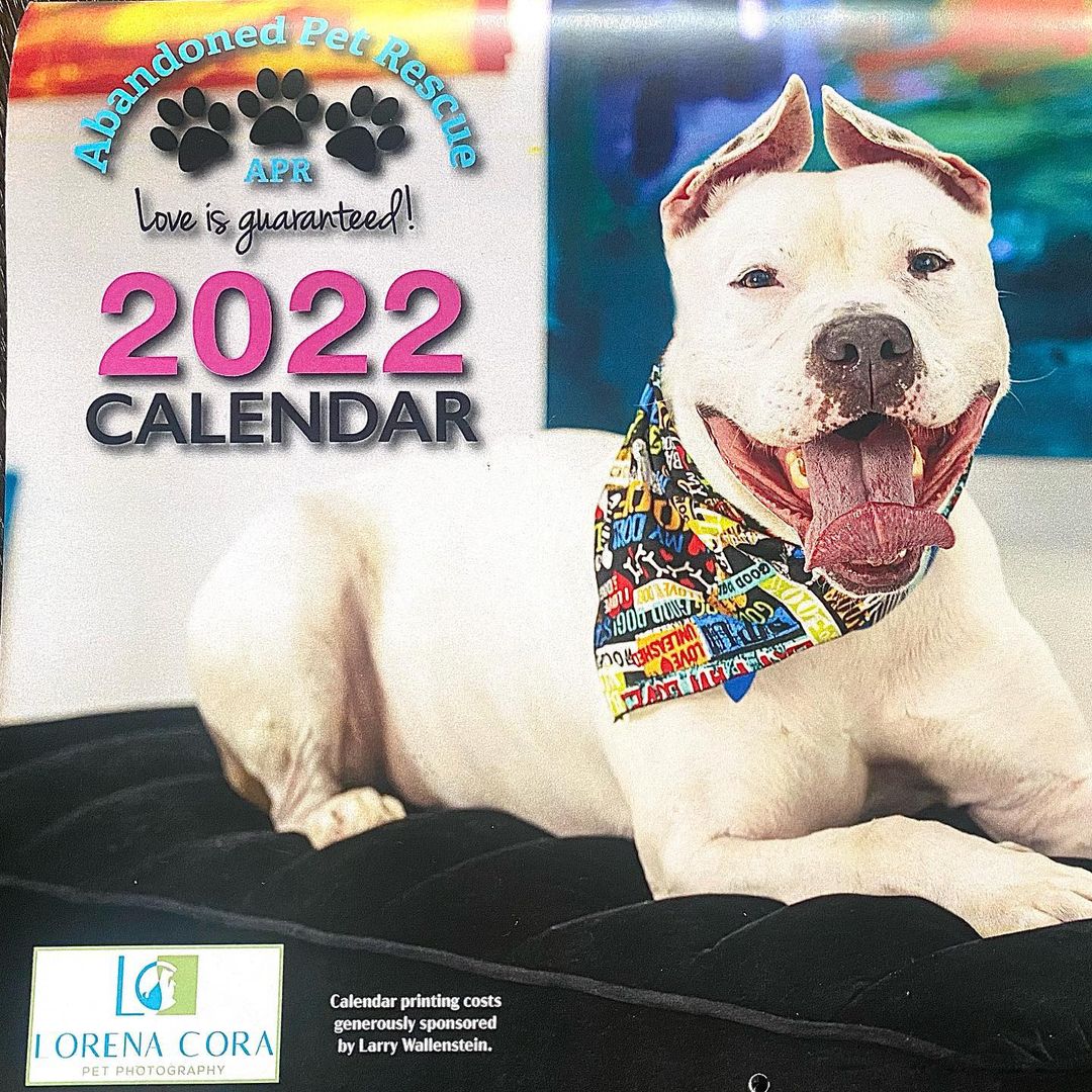 {swipe} Hot off the press!! 🎉APR’s 2022 Calendar is out & full of adorable pets like Mr. Melvin who was recently adopted. 🥰Thank you to @lorena_corapetphotography for capturing the beautiful monthly cover photos and our handsome Hurricane on the front!!😍 Thank you Larry Wallenstein of Remax Consultants Reality for funding the printing. 📅 Calendars can be purchased for $10 at APR every day 12-5pm or through PayPal for $13 to be mailed to you (link in bio linktree).🐶😻 Proceeds benefit Abandoned Pet Rescue❤️
•
<a target='_blank' href='https://www.instagram.com/explore/tags/2022calendar/'>#2022calendar</a> <a target='_blank' href='https://www.instagram.com/explore/tags/abandonedpetrescue/'>#abandonedpetrescue</a> <a target='_blank' href='https://www.instagram.com/explore/tags/loveisguaranteed/'>#loveisguaranteed</a> <a target='_blank' href='https://www.instagram.com/explore/tags/animalrescue/'>#animalrescue</a> <a target='_blank' href='https://www.instagram.com/explore/tags/nokillshelter/'>#nokillshelter</a> <a target='_blank' href='https://www.instagram.com/explore/tags/adopt/'>#adopt</a>