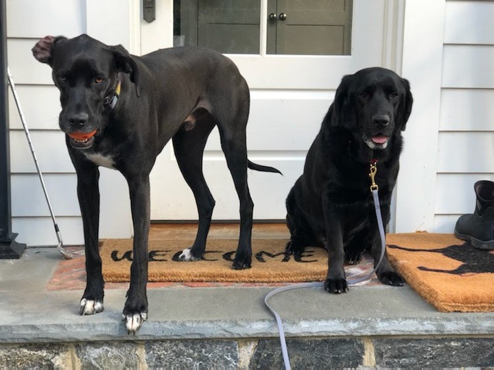 A few weeks ago, we agreed to help a Labrador named Rouster who came from a very sad situation in Georgia...

Well, Rouster has arrived, and he is officially settling in at his foster home!

So far, he is doing really well with the other dogs, and loves all people he meets. Rouster is learning that going outside for potty and play is a good thing, and that he no longer has to stay inside at all times. His foster mom reports that he is VERY sweet and gentle and an overall mellow boy. 

Stay tuned for more Rouster updates as he continues to get comfortable in his foster home and his adoption journey begins!

<a target='_blank' href='https://www.instagram.com/explore/tags/fosteringsaveslives/'>#fosteringsaveslives</a> <a target='_blank' href='https://www.instagram.com/explore/tags/rescuedog/'>#rescuedog</a> <a target='_blank' href='https://www.instagram.com/explore/tags/fosterfamily/'>#fosterfamily</a> <a target='_blank' href='https://www.instagram.com/explore/tags/blacklab/'>#blacklab</a> <a target='_blank' href='https://www.instagram.com/explore/tags/labrador/'>#labrador</a> <a target='_blank' href='https://www.instagram.com/explore/tags/retriever/'>#retriever</a> <a target='_blank' href='https://www.instagram.com/explore/tags/adoptadoginc/'>#adoptadoginc</a> <a target='_blank' href='https://www.instagram.com/explore/tags/adoptionjourney/'>#adoptionjourney</a> <a target='_blank' href='https://www.instagram.com/explore/tags/rescue/'>#rescue</a> <a target='_blank' href='https://www.instagram.com/explore/tags/rescuedog/'>#rescuedog</a> <a target='_blank' href='https://www.instagram.com/explore/tags/dogsofinstagram/'>#dogsofinstagram</a> <a target='_blank' href='https://www.instagram.com/explore/tags/newlife/'>#newlife</a> <a target='_blank' href='https://www.instagram.com/explore/tags/newbeginning/'>#newbeginning</a> <a target='_blank' href='https://www.instagram.com/explore/tags/welcome/'>#welcome</a> <a target='_blank' href='https://www.instagram.com/explore/tags/westchestercounty/'>#westchestercounty</a> <a target='_blank' href='https://www.instagram.com/explore/tags/fairfieldcounty/'>#fairfieldcounty</a>