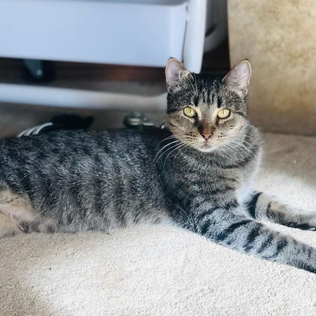 Hello- from Kia! 😻❤️😻

“I am a beauty inside and out. I took very good care of my babies and loved to play with them. They have all now been adopted - and now it’s MY turn!
I enjoy lounging around, getting all the pets I can and “chatting” with you. I will follow you around as I love to be around you. I am very friendly and loving.”

Mama Kia showed up at the warehouse of one of our foster’s work. She has a managed colony of fixed ferals there, but this friendly, social and sweet beauty definitely didn’t belong outside. It was too late when we found out she was pregnant and went and had her babies somewhere. Luckily for all of them they are now SAFE inside ! 

Kia is approximately 1 -2 years old, spayed, UTD on vax, combo tested negative and ready for her furrever people. She was introduced to her Foster’s cats and dogs and wasn’t a fan. So we are looking for a home for her where she will get to be the the queen of the house/only pet. 😺❤️
Adult cats need love too! 
Please share to help get this beauty adopted! 
.
.
.
.
.
.

.
.
,
.
.
.
,
<a target='_blank' href='https://www.instagram.com/explore/tags/adultcatsrule/'>#adultcatsrule</a><a target='_blank' href='https://www.instagram.com/explore/tags/tabbycat/'>#tabbycat</a><a target='_blank' href='https://www.instagram.com/explore/tags/tabbylife/'>#tabbylife</a><a target='_blank' href='https://www.instagram.com/explore/tags/mamacat/'>#mamacat</a><a target='_blank' href='https://www.instagram.com/explore/tags/caturdaycuties/'>#caturdaycuties</a><a target='_blank' href='https://www.instagram.com/explore/tags/caturday/'>#caturday</a>#<a target='_blank' href='https://www.instagram.com/explore/tags/instacatmeows/'>#instacatmeows</a><a target='_blank' href='https://www.instagram.com/explore/tags/topmeowdel/'>#topmeowdel</a><a target='_blank' href='https://www.instagram.com/explore/tags/sheltercats/'>#sheltercats</a><a target='_blank' href='https://www.instagram.com/explore/tags/catstagramcat/'>#catstagramcat</a><a target='_blank' href='https://www.instagram.com/explore/tags/topcatsclub/'>#topcatsclub</a><a target='_blank' href='https://www.instagram.com/explore/tags/meowfeature/'>#meowfeature</a><a target='_blank' href='https://www.instagram.com/explore/tags/huffpostgram/'>#huffpostgram</a><a target='_blank' href='https://www.instagram.com/explore/tags/sheltercat/'>#sheltercat</a><a target='_blank' href='https://www.instagram.com/explore/tags/adoptme/'>#adoptme</a><a target='_blank' href='https://www.instagram.com/explore/tags/tabbiesoftheworld/'>#tabbiesoftheworld</a><a target='_blank' href='https://www.instagram.com/explore/tags/tabbiesofig/'>#tabbiesofig</a>