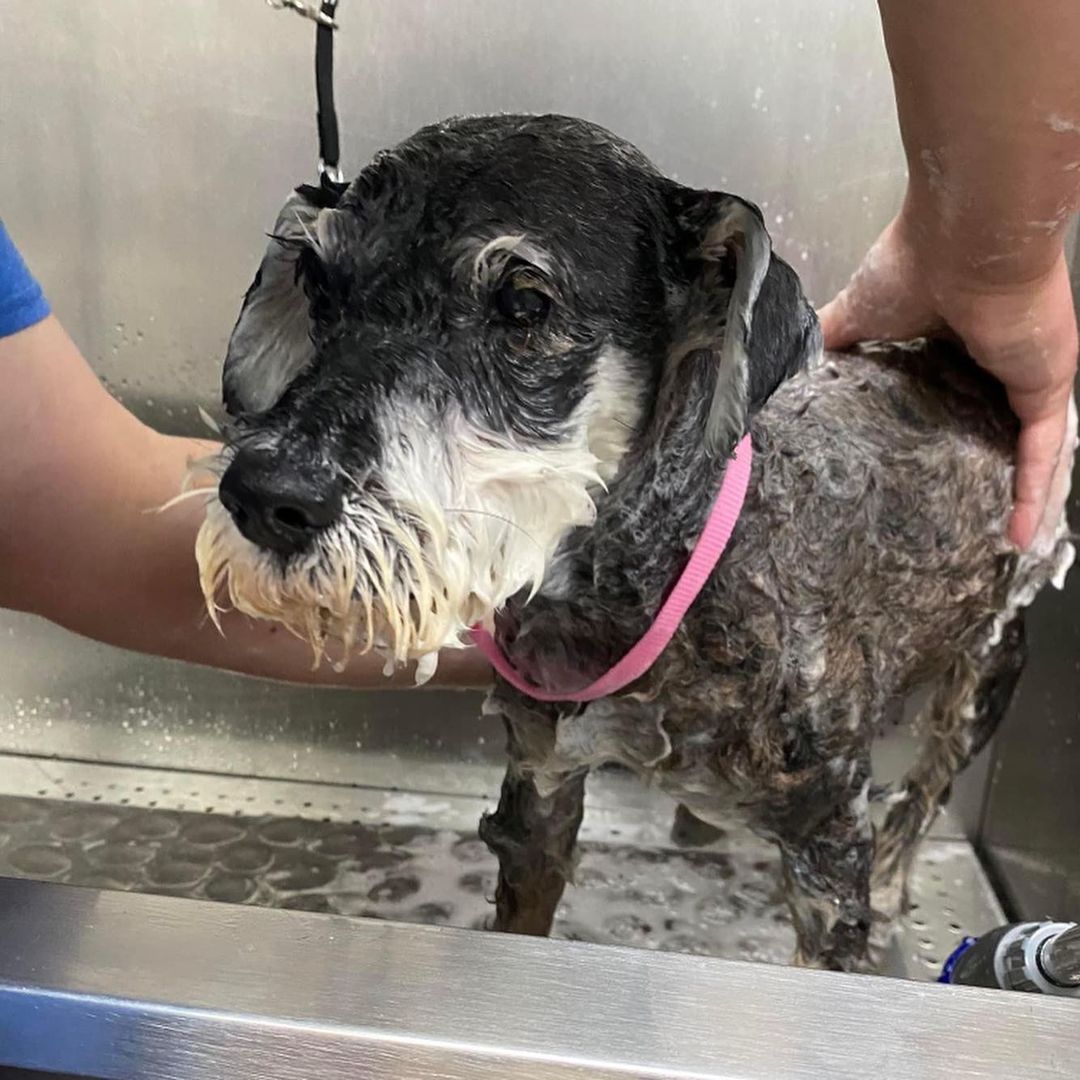 That’s a wrap! ❤️⁣
⁣
Today was our last intake of 2021. We welcomed 17 happy pups bright and early this morning from our friends at ThisIsHouston, Lola's Lucky Day, Jamie's Animal Rescue, and Angleton Animal Services Adoption Center. Everyone did so good on transport, and they are all winding down for the night in their foster homes. There are so many things that go on behind the scenes to make transport happen, and we would like to sincerely thank everyone who plays a role in making sure this precious cargo gets to us safely. Also, shout out to our amazing fosters! We are so grateful for each and every one of you. These dogs are troopers and we can’t wait to introduce them to all of your in the upcoming weeks! ⁣
⁣
We will be taking a short break (is that even a thing? 😜) for the month of December while we focus on finding all the dogs in our care their forever homes. We are already looking forward to the new year, and welcoming the next batch of Misfits to Wisconsin! 🥰⁣
⁣
<a target='_blank' href='https://www.instagram.com/explore/tags/misfitmuttsdogrescue/'>#misfitmuttsdogrescue</a> <a target='_blank' href='https://www.instagram.com/explore/tags/transportday/'>#transportday</a> <a target='_blank' href='https://www.instagram.com/explore/tags/rescuedogsofinstagram/'>#rescuedogsofinstagram</a> <a target='_blank' href='https://www.instagram.com/explore/tags/adoptdontshop/'>#adoptdontshop</a> <a target='_blank' href='https://www.instagram.com/explore/tags/greenbay/'>#greenbay</a> <a target='_blank' href='https://www.instagram.com/explore/tags/wisconsin/'>#wisconsin</a>