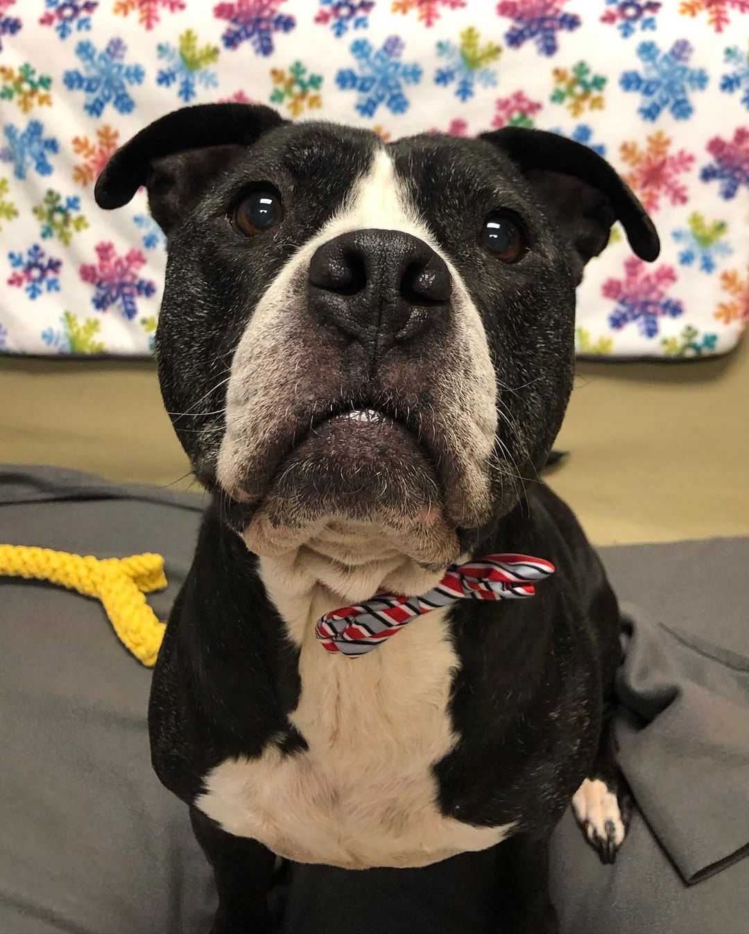 Mable has one face when it’s treat time 😂😂 she chatted with our friends at @13abc this morning about how awesome she is and how excited she is to check out everything donated during the Border Battle today. 

Mabel is one of our senior dogs and has also been with us for quite awhile. She was adopted, but through no fault of her own, was recently returned. Mable is a staff and volunteer favorite because of her adorable pouty face and happy-go-lucky personality. She may be around 8 years old but it’s just a number to her. She is active, energetic, loves to play, and is one of the most affectionate dogs in the shelter (she is a pro at sneak attack kisses!) 
We just adore her and can’t wait until she finds a family who loves her just as much. To meet Mabel, or any of her furry friends, stop by the shelter during our open hours. No appointment necessary!