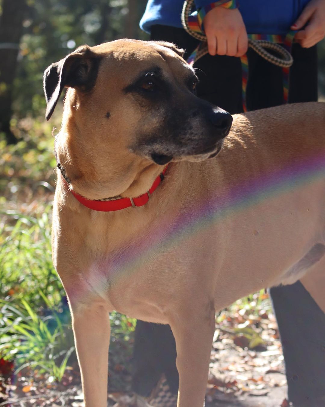 Frank, you’re too good of a boy to be here 💙

This 7 year old lab/shepherd mix king just wants to rule one thing and one thing only…. all of your love 👑

Frank still has a moderate energy level, making him equally game for a day on the couch or a nice long walk at the park 🛋🚶🏞

Please give this Marmaduke lookalike something to be thankful for this week and stop by the shelter from 12-6 today!

Learn more at pethelpers.org 💙

.
.
.
.
.

<a target='_blank' href='https://www.instagram.com/explore/tags/marmaduke/'>#marmaduke</a> <a target='_blank' href='https://www.instagram.com/explore/tags/adopt/'>#adopt</a> <a target='_blank' href='https://www.instagram.com/explore/tags/labmix/'>#labmix</a> <a target='_blank' href='https://www.instagram.com/explore/tags/lab/'>#lab</a> <a target='_blank' href='https://www.instagram.com/explore/tags/shepherd/'>#shepherd</a> <a target='_blank' href='https://www.instagram.com/explore/tags/shepherdmix/'>#shepherdmix</a> <a target='_blank' href='https://www.instagram.com/explore/tags/seniordog/'>#seniordog</a> <a target='_blank' href='https://www.instagram.com/explore/tags/adoptdontshop/'>#adoptdontshop</a> <a target='_blank' href='https://www.instagram.com/explore/tags/adopt/'>#adopt</a> <a target='_blank' href='https://www.instagram.com/explore/tags/rescue/'>#rescue</a> <a target='_blank' href='https://www.instagram.com/explore/tags/rescuedogsofinstagram/'>#rescuedogsofinstagram</a> <a target='_blank' href='https://www.instagram.com/explore/tags/rescuedismyfavoritebreed/'>#rescuedismyfavoritebreed</a> <a target='_blank' href='https://www.instagram.com/explore/tags/rescuesofinstagram/'>#rescuesofinstagram</a> <a target='_blank' href='https://www.instagram.com/explore/tags/shelter/'>#shelter</a> <a target='_blank' href='https://www.instagram.com/explore/tags/shelterdogsofinstagram/'>#shelterdogsofinstagram</a> <a target='_blank' href='https://www.instagram.com/explore/tags/shelterdog/'>#shelterdog</a> <a target='_blank' href='https://www.instagram.com/explore/tags/shelterdogs/'>#shelterdogs</a> <a target='_blank' href='https://www.instagram.com/explore/tags/sc/'>#sc</a> <a target='_blank' href='https://www.instagram.com/explore/tags/southcarolina/'>#southcarolina</a> <a target='_blank' href='https://www.instagram.com/explore/tags/lowcountry/'>#lowcountry</a> <a target='_blank' href='https://www.instagram.com/explore/tags/charleston/'>#charleston</a>