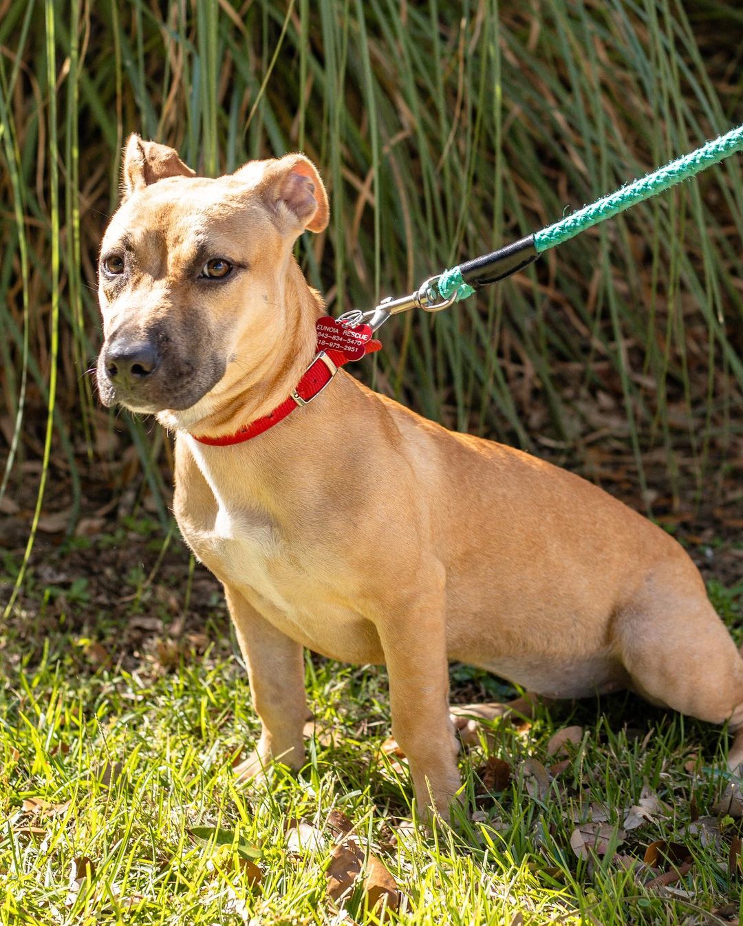 Amalie is officially available for adoption!!

Amalie Aka chicken nugget is a little spicy love bug. She came to us from the British Virgin Islands aka “Island Girl” and has been loving low country living. 

She’s a sweet dog with a lighting bolt for a heart. She loves to play with her foster sister and acts like a NFL linebacker but an 18 pound version. She loves the dog park and meeting other dogs and people. 

She’s about 75% potty trained with a few accidents here and there. She would do great in house that’s as active as her, she gets bored and will chew on things if she’s not engaged with. She would love a house that lets her cuddle on them. She loves bed time and snuggles every nook of your body.

Amalie is about 10 months old and weighs 18 pounds. She is spayed, microchipped, and up to date on vaccines. 

If interested in adopting this cutie, please head to the website and submit an adoption application 🖤

https://www.eunoiarescue.org/adopt