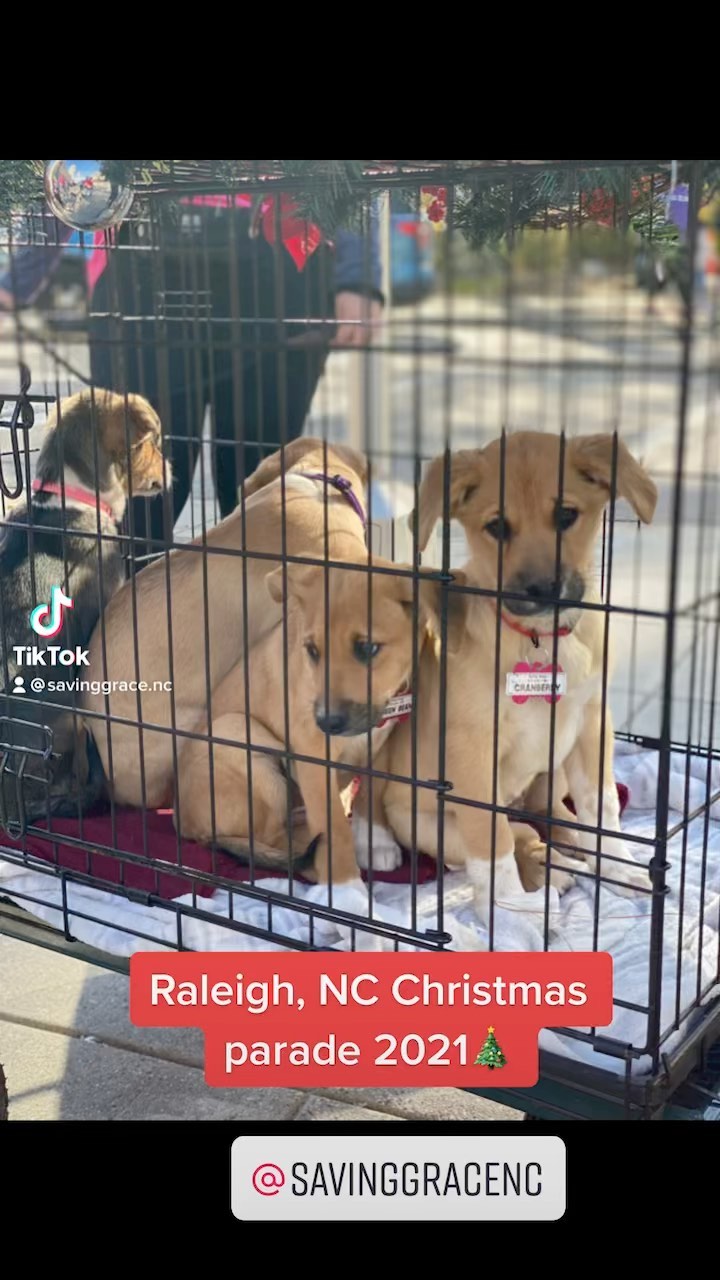 The Saving Grace dogs and pups lead the 2021 Raleigh, NC Christmas parade! Raising awareness for homeless animals and the need for adoption, these show stoppers represented just how great shelter animals are. The crowd  consistently cheered for the dogs and many pets and hugs were shared along the way.  Thank you to Leith Cars for sponsoring the parade and inviting the Saving Grace dogs to be a part of the event. May many underdogs find themselves in a home this Holiday Season 
@downtownraleigh @leithcars  <a target='_blank' href='https://www.instagram.com/explore/tags/savinggracenc/'>#savinggracenc</a> <a target='_blank' href='https://www.instagram.com/explore/tags/northcarolina/'>#northcarolina</a> <a target='_blank' href='https://www.instagram.com/explore/tags/raleighnc/'>#raleighnc</a> <a target='_blank' href='https://www.instagram.com/explore/tags/christmasparade/'>#christmasparade</a> <a target='_blank' href='https://www.instagram.com/explore/tags/underdogs/'>#underdogs</a> <a target='_blank' href='https://www.instagram.com/explore/tags/dogsofthetriangle/'>#dogsofthetriangle</a> <a target='_blank' href='https://www.instagram.com/explore/tags/dogsofnc/'>#dogsofnc</a> <a target='_blank' href='https://www.instagram.com/explore/tags/ncdogs/'>#ncdogs</a> <a target='_blank' href='https://www.instagram.com/explore/tags/dogsofinstagram/'>#dogsofinstagram</a> <a target='_blank' href='https://www.instagram.com/explore/tags/muttsofinstagram/'>#muttsofinstagram</a>