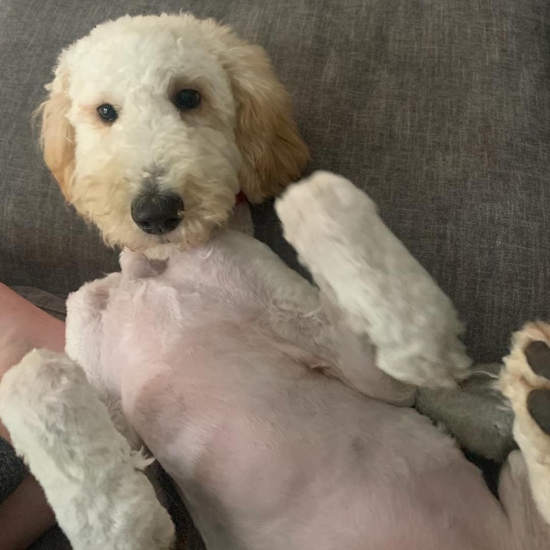 Here’s Dudley! He is a 10 month old Goldendoodle.  He is currently 36 lbs but still a puppy and has some growing to do. He is a wonderful, sweet dog who is good with other dogs and kids. Very gentle and has had basic training.  We are looking for a local adopter with a yard for Dudley. If you are interested please complete an application. 

No calls please.

The Farm Dog Rescue
Palm City FL

You will receive a response to your application within 24 hours.

Application:

https://thefarmdogrescue.com/farm/adopt-application/