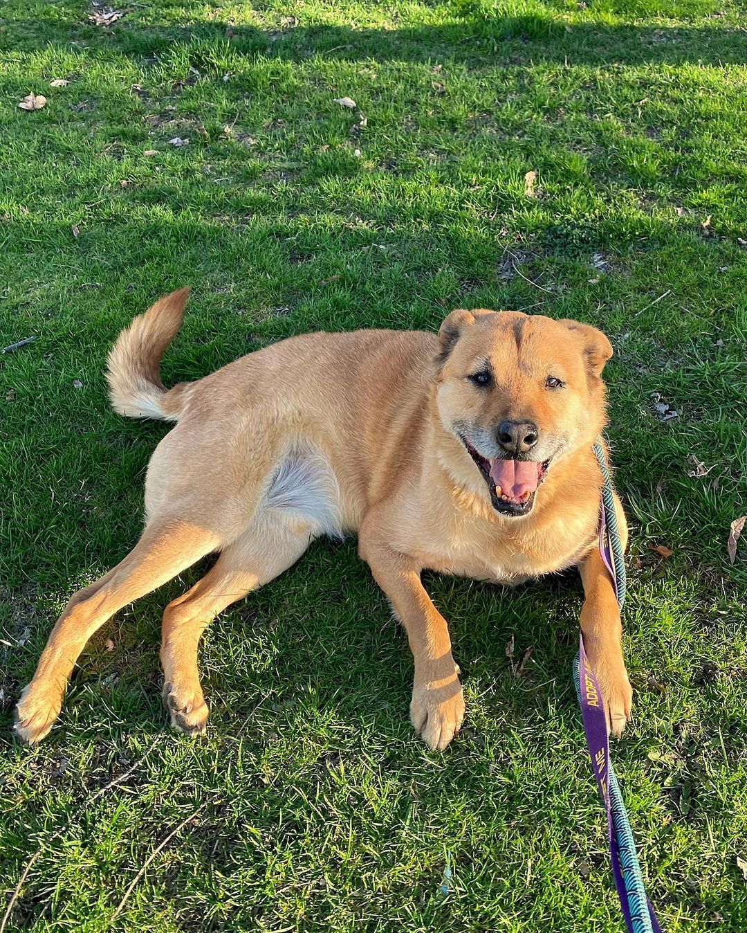 We’ve got JAMES in the building for our <a target='_blank' href='https://www.instagram.com/explore/tags/SeniorSunday/'>#SeniorSunday</a> breakdown!
Oooooh, look at this salt & pepper boy. James is a ten-year-old Shepard mix with a laid-back disposition and fox-like tail. He enjoys the little things like leisurely walks, sniffing the air, taking in his surroundings, and rainy days where he can feel the raindrops on his fur.

James’ love language is Quality Time -- One on one time spent together; sharing experiences as an expression of love. He wants to be a companion so badly. He wants to lay by your feet while you read the newspaper. He wants you to smile when you hear the sound of his tail slapping against the sofa when you come home from work. He wants to remind you to take a break from life and go for a walk in the crisp afternoon air. He wants to be your best bud. 

James is a loving, loyal, handsome pet who walks well on a leash, does well with other large dogs, and needs a home. So if you’re looking for a solid, reliable, always-happy-to-see-you, best friend kind of dog… then there is no better than James. 

And remember, November is <a target='_blank' href='https://www.instagram.com/explore/tags/SeniorMonth/'>#SeniorMonth</a>, and @stellaandchewys is covering all adoption fees for senior dogs. Let’s get James <a target='_blank' href='https://www.instagram.com/explore/tags/HomeForTheHolidays/'>#HomeForTheHolidays</a>

One of the best perks of adopting a senior (besides unbridled adoration) is that they already have a complete set of manners like housetraining and knowing boundaries. 

For more info or to apply to adopt James, please visit us at NYCSecondChanceRescue.org
 <a target='_blank' href='https://www.instagram.com/explore/tags/BecauseTheyMatter/'>#BecauseTheyMatter</a>