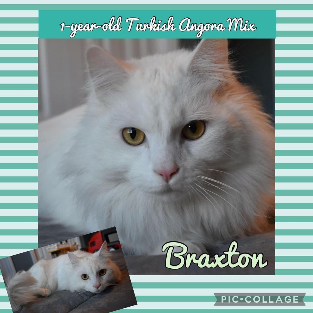 🤍ADOPTED🤍

BRAXTON is a 1 year old WHITE TURKISH ANGORA MIX. He is neutered, FIV and FeLV negative, up to date on vaccines, and microchipped. He has all of his claws and is being fostered in Kalamazoo, MI.

This handsome boy came to the rescue after finding himself in a shelter through no fault of his own.

Braxton is a very sweet boy that loves to be friends with everyone that he meets. He was said to get along with cats with proper introductions in his first home. Though, we believe he may be happiest being the only cat in the home. He would likely do fine with very mellow dogs as well. There were several kids in his last home and while he was well behaved with them, the little ones running around a lot screaming and playing made him a little nervous. So older kids in the home would be fine for this boy.

If you would like to welcome this boy into your home, you will be rewarded with a life long friend!

FOSTERED IN KALAMZOO, MI.